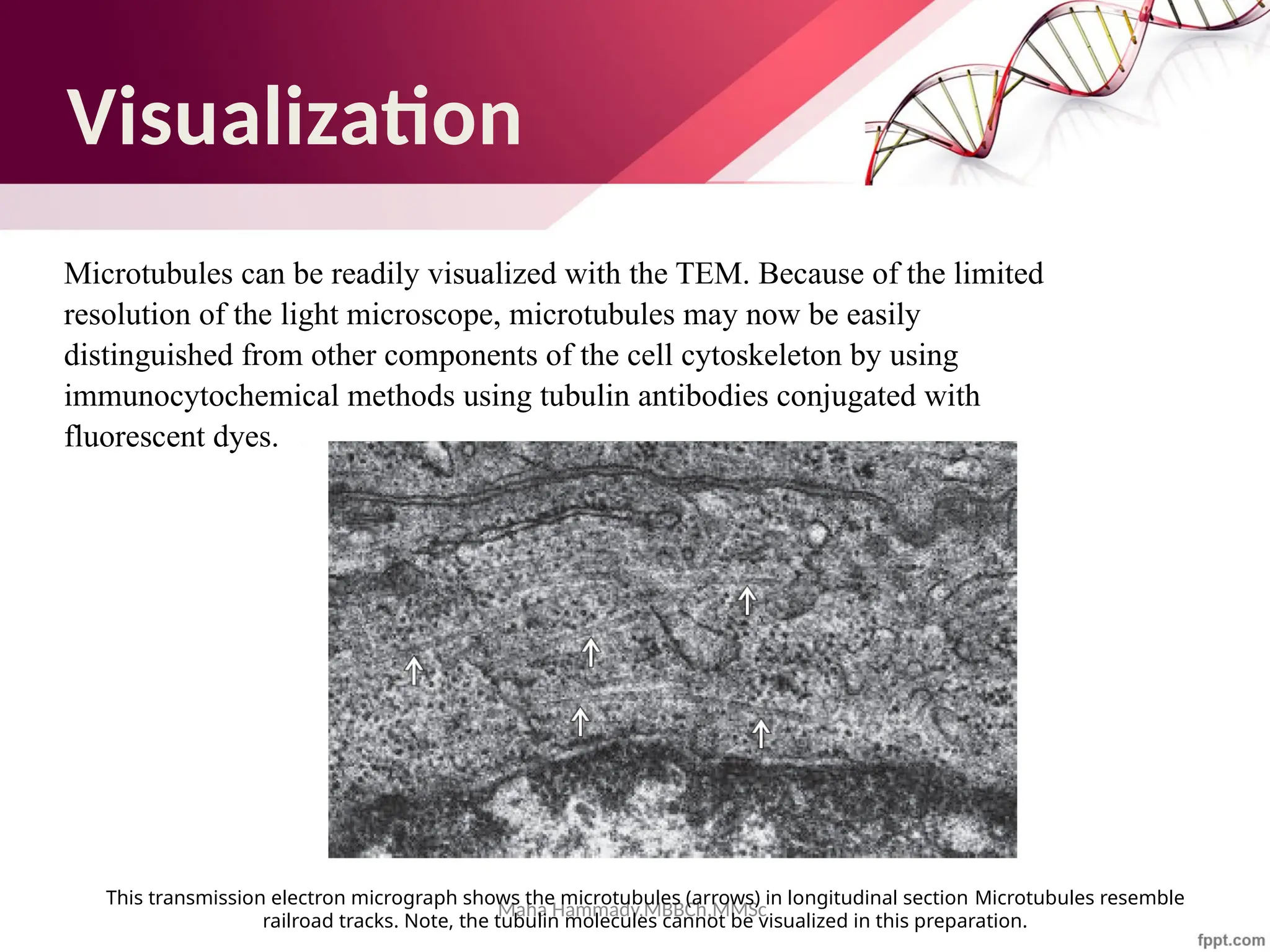 Maha Hammady,MBBCh,MMSc
Visualization
Microtubules can be readily visualized with the TEM. Because of the limited
resolution of the light microscope, microtubules may now be easily
distinguished from other components of the cell cytoskeleton by using
immunocytochemical methods using tubulin antibodies conjugated with
fluorescent dyes.
This transmission electron micrograph shows the microtubules (arrows) in longitudinal section Microtubules resemble
railroad tracks. Note, the tubulin molecules cannot be visualized in this preparation.
 