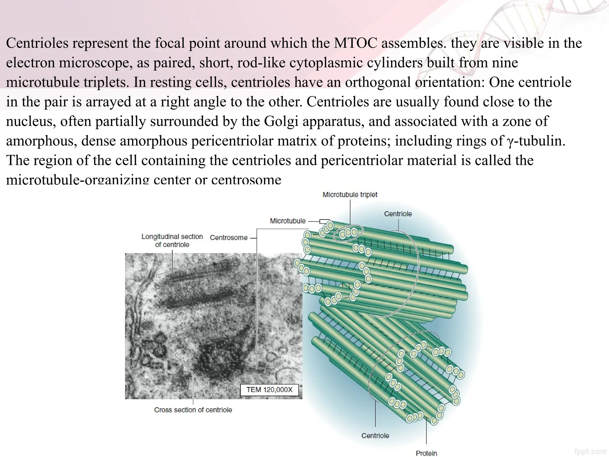 Maha Hammady,MBBCh,MMSc
Centrioles represent the focal point around which the MTOC assembles. they are visible in the
electron microscope, as paired, short, rod-like cytoplasmic cylinders built from nine
microtubule triplets. In resting cells, centrioles have an orthogonal orientation: One centriole
in the pair is arrayed at a right angle to the other. Centrioles are usually found close to the
nucleus, often partially surrounded by the Golgi apparatus, and associated with a zone of
amorphous, dense amorphous pericentriolar matrix of proteins; including rings of γ-tubulin.
The region of the cell containing the centrioles and pericentriolar material is called the
microtubule-organizing center or centrosome
 