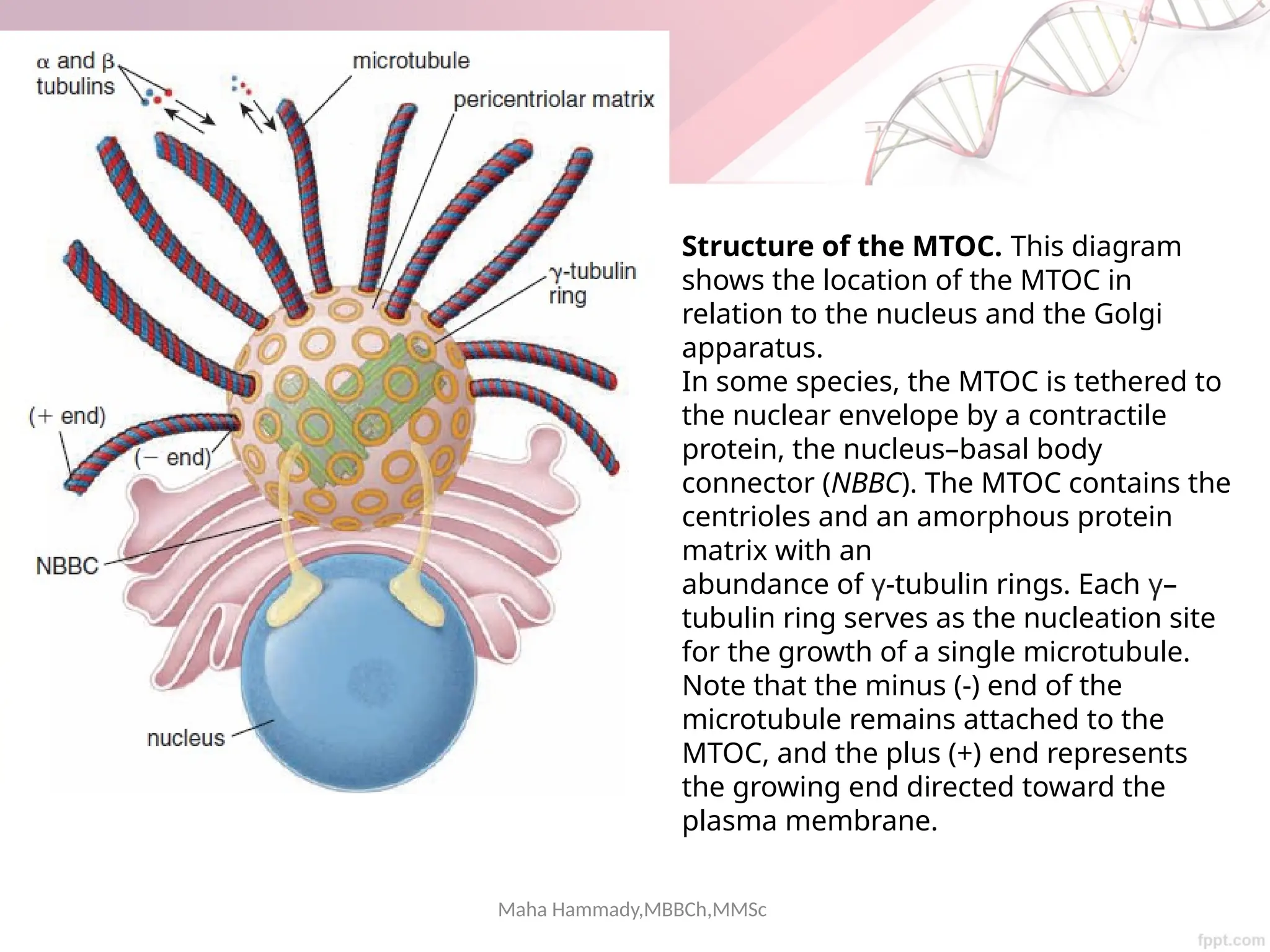 Maha Hammady,MBBCh,MMSc
Structure of the MTOC. This diagram
shows the location of the MTOC in
relation to the nucleus and the Golgi
apparatus.
In some species, the MTOC is tethered to
the nuclear envelope by a contractile
protein, the nucleus–basal body
connector (NBBC). The MTOC contains the
centrioles and an amorphous protein
matrix with an
abundance of γ-tubulin rings. Each γ–
tubulin ring serves as the nucleation site
for the growth of a single microtubule.
Note that the minus (-) end of the
microtubule remains attached to the
MTOC, and the plus (+) end represents
the growing end directed toward the
plasma membrane.
 