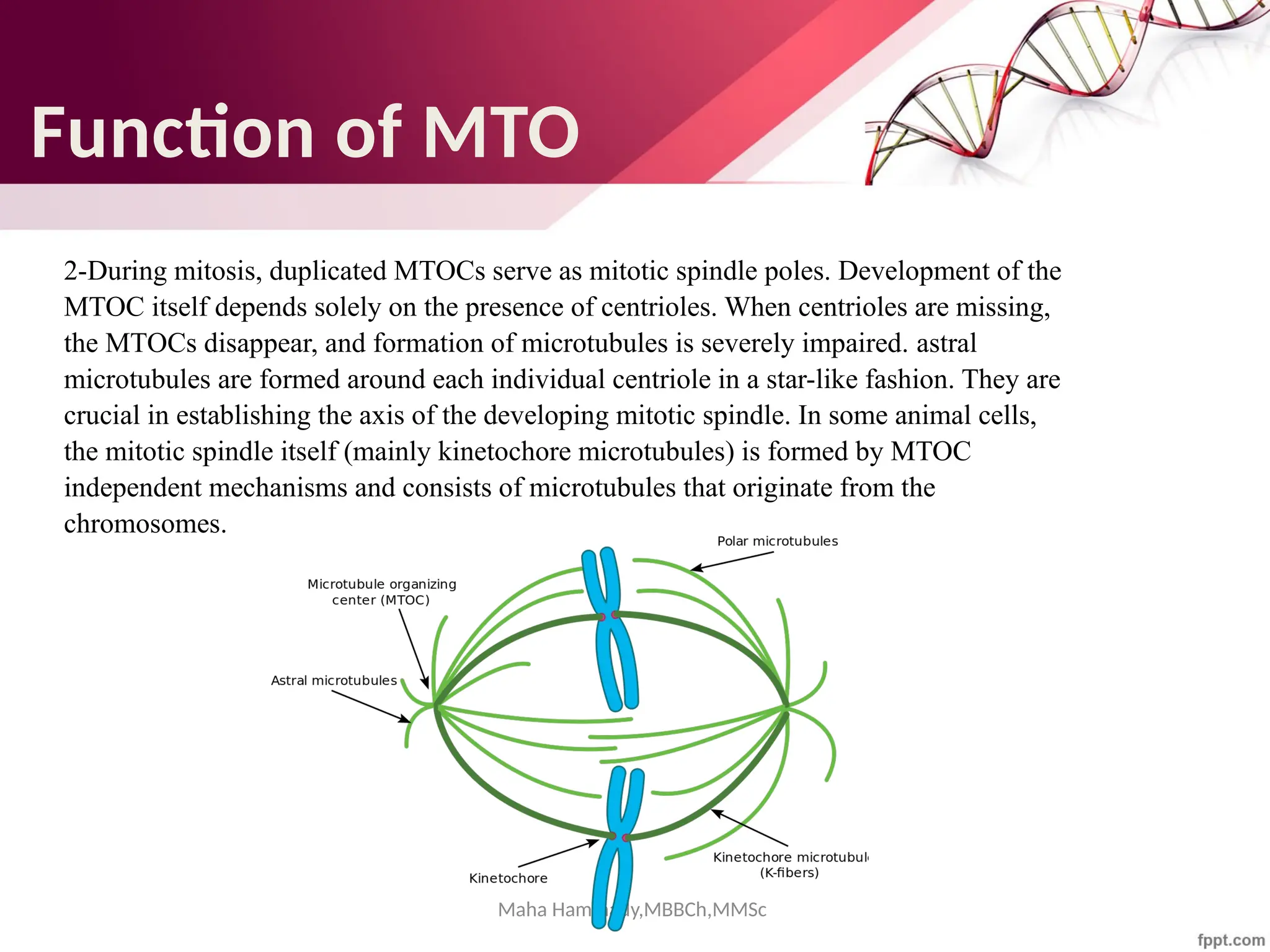 Maha Hammady,MBBCh,MMSc
2-During mitosis, duplicated MTOCs serve as mitotic spindle poles. Development of the
MTOC itself depends solely on the presence of centrioles. When centrioles are missing,
the MTOCs disappear, and formation of microtubules is severely impaired. astral
microtubules are formed around each individual centriole in a star-like fashion. They are
crucial in establishing the axis of the developing mitotic spindle. In some animal cells,
the mitotic spindle itself (mainly kinetochore microtubules) is formed by MTOC
independent mechanisms and consists of microtubules that originate from the
chromosomes.
Function of MTO
 