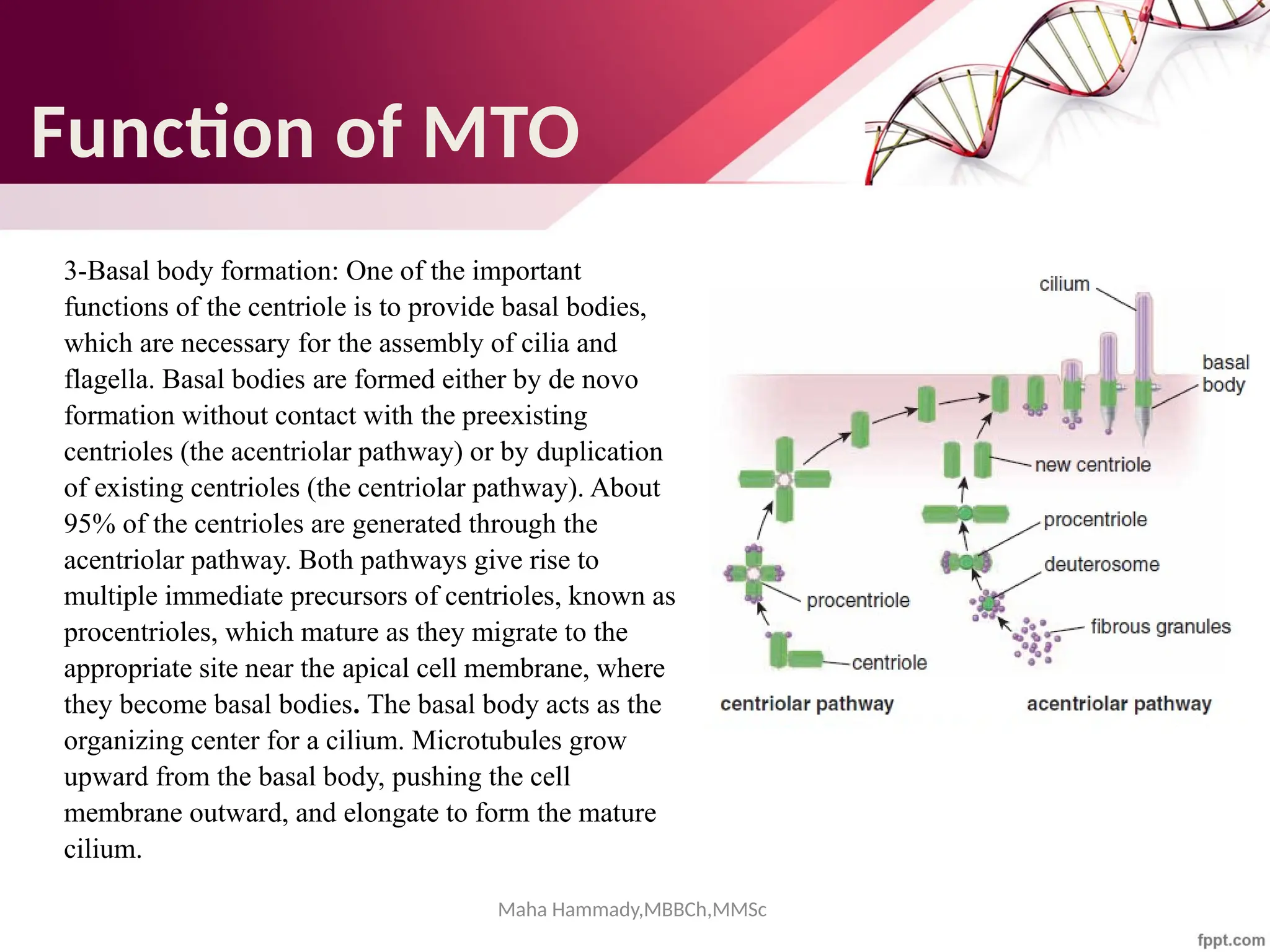 Maha Hammady,MBBCh,MMSc
3-Basal body formation: One of the important
functions of the centriole is to provide basal bodies,
which are necessary for the assembly of cilia and
flagella. Basal bodies are formed either by de novo
formation without contact with the preexisting
centrioles (the acentriolar pathway) or by duplication
of existing centrioles (the centriolar pathway). About
95% of the centrioles are generated through the
acentriolar pathway. Both pathways give rise to
multiple immediate precursors of centrioles, known as
procentrioles, which mature as they migrate to the
appropriate site near the apical cell membrane, where
they become basal bodies. The basal body acts as the
organizing center for a cilium. Microtubules grow
upward from the basal body, pushing the cell
membrane outward, and elongate to form the mature
cilium.
Function of MTO
 