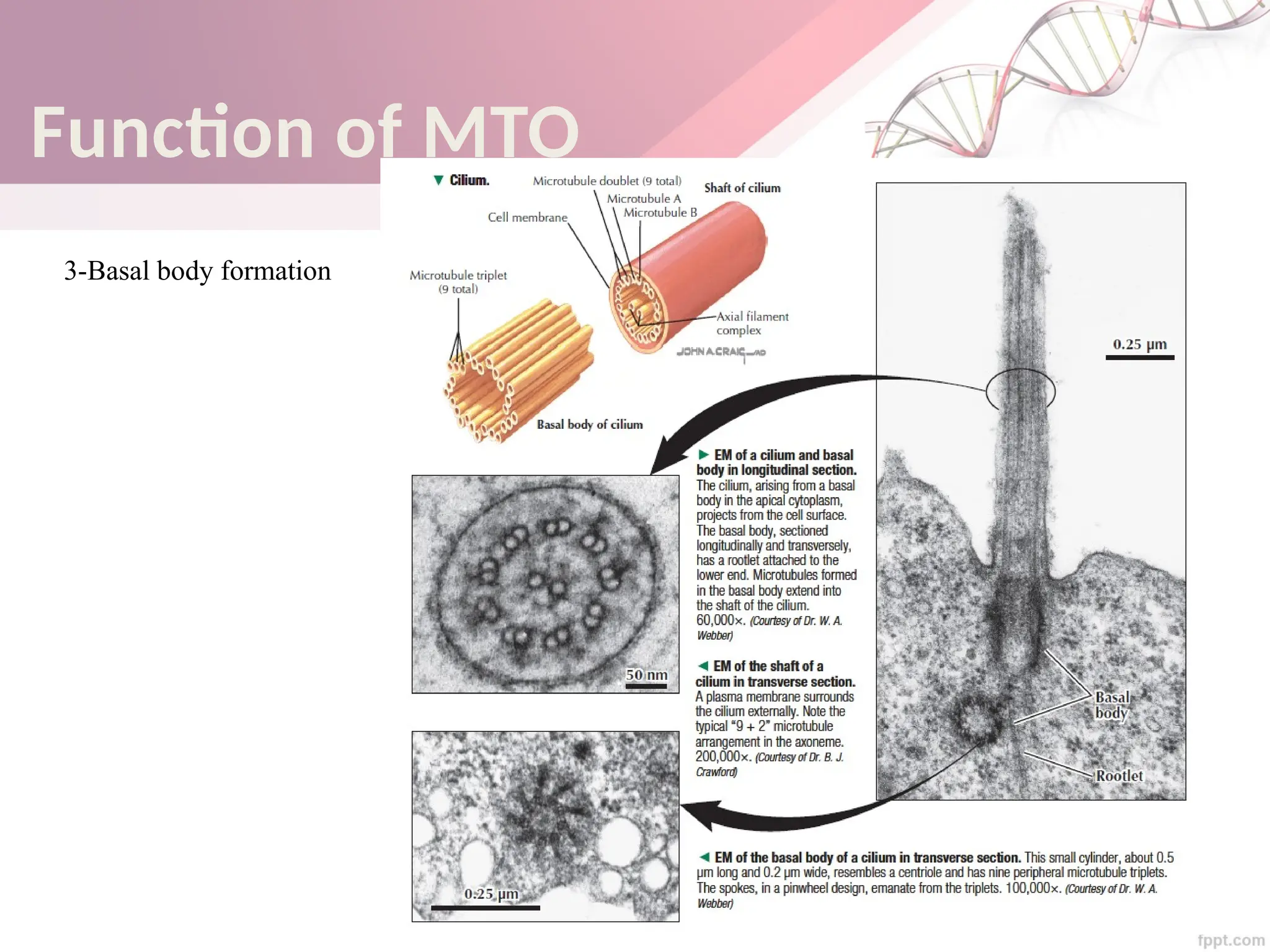 Maha Hammady,MBBCh,MMSc
3-Basal body formation
Function of MTO
 