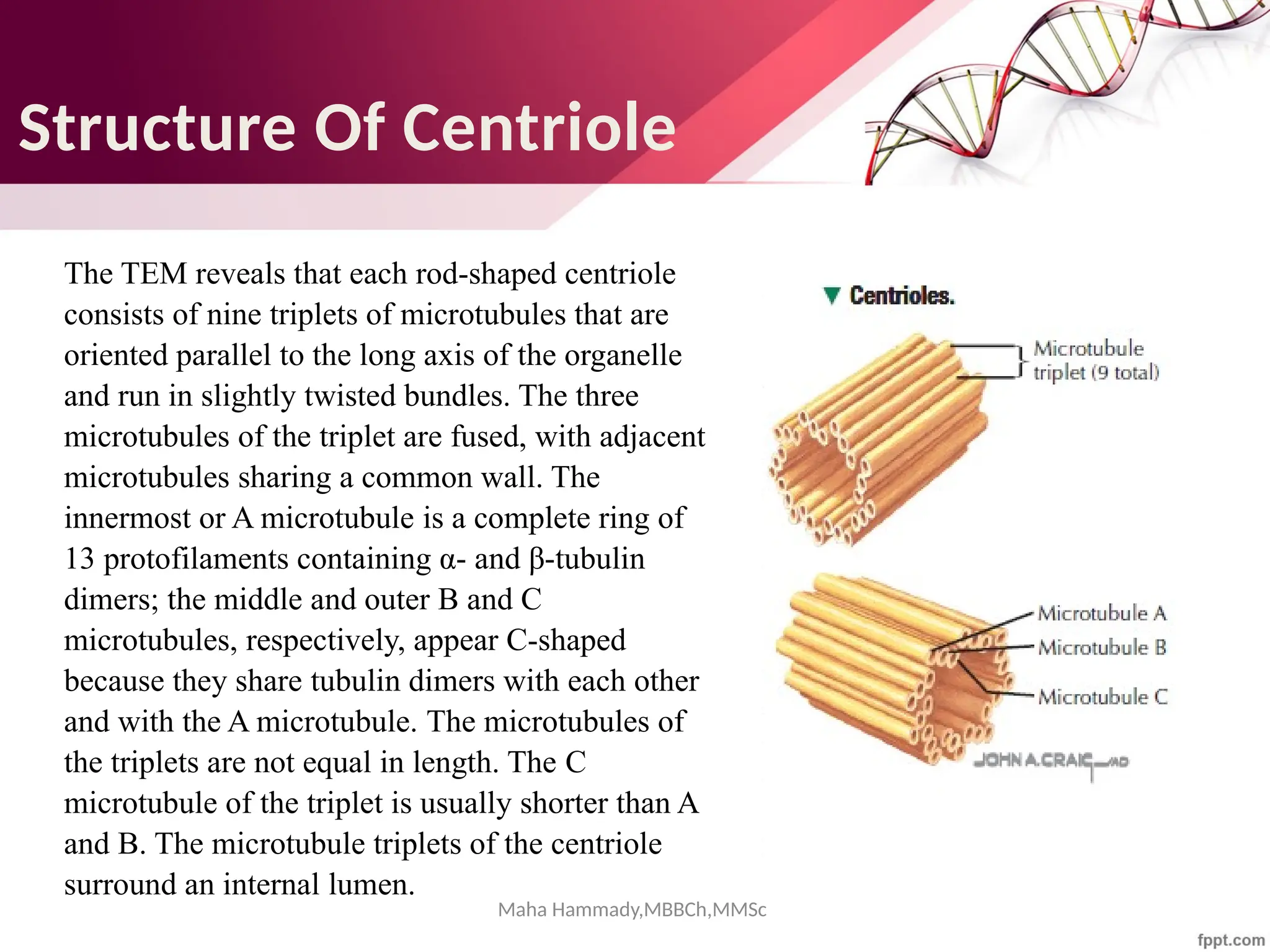 Maha Hammady,MBBCh,MMSc
Structure Of Centriole
The TEM reveals that each rod-shaped centriole
consists of nine triplets of microtubules that are
oriented parallel to the long axis of the organelle
and run in slightly twisted bundles. The three
microtubules of the triplet are fused, with adjacent
microtubules sharing a common wall. The
innermost or A microtubule is a complete ring of
13 protofilaments containing α- and β-tubulin
dimers; the middle and outer B and C
microtubules, respectively, appear C-shaped
because they share tubulin dimers with each other
and with the A microtubule. The microtubules of
the triplets are not equal in length. The C
microtubule of the triplet is usually shorter than A
and B. The microtubule triplets of the centriole
surround an internal lumen.
 