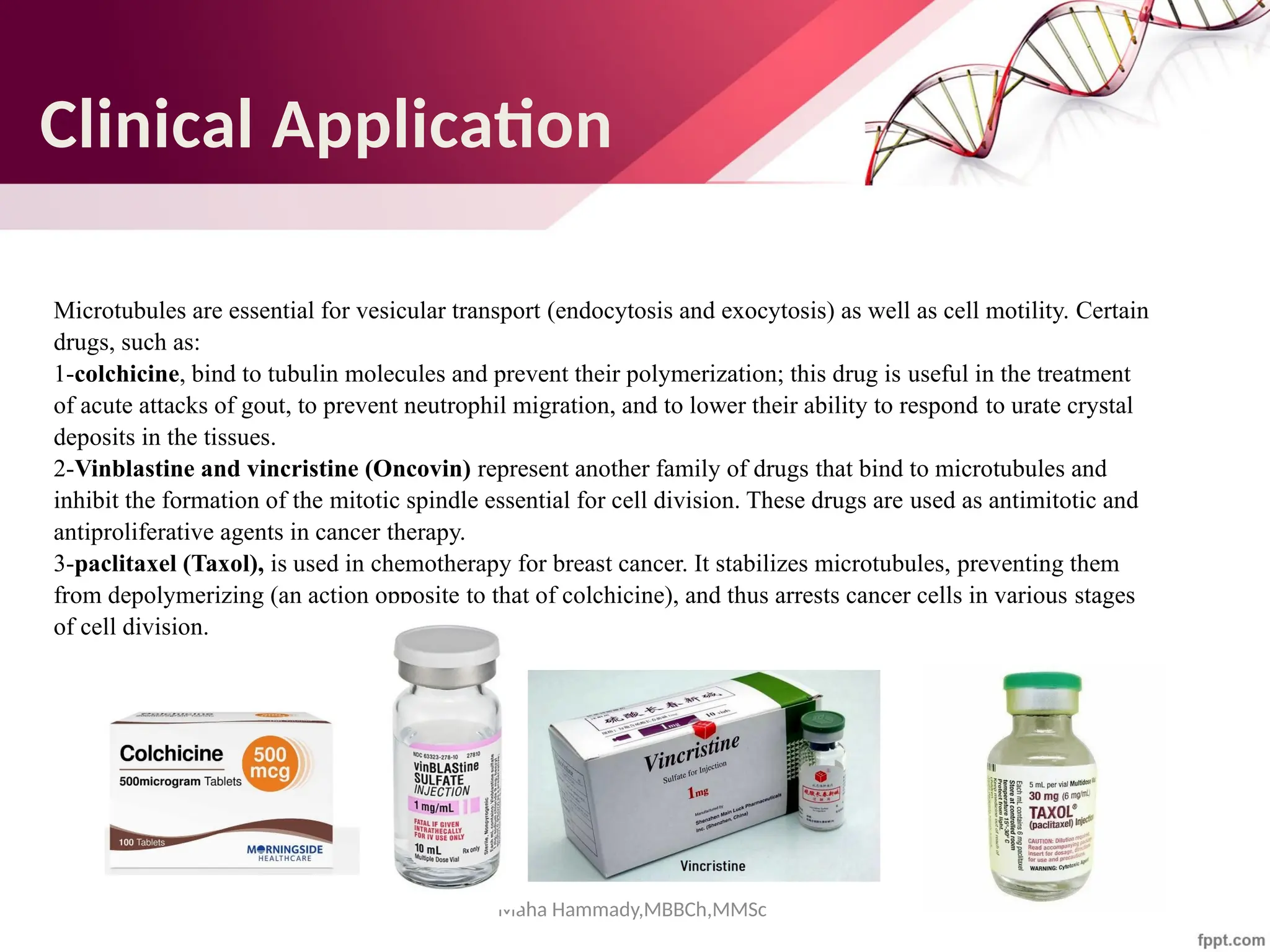 Maha Hammady,MBBCh,MMSc
Clinical Application
Microtubules are essential for vesicular transport (endocytosis and exocytosis) as well as cell motility. Certain
drugs, such as:
1-colchicine, bind to tubulin molecules and prevent their polymerization; this drug is useful in the treatment
of acute attacks of gout, to prevent neutrophil migration, and to lower their ability to respond to urate crystal
deposits in the tissues.
2-Vinblastine and vincristine (Oncovin) represent another family of drugs that bind to microtubules and
inhibit the formation of the mitotic spindle essential for cell division. These drugs are used as antimitotic and
antiproliferative agents in cancer therapy.
3-paclitaxel (Taxol), is used in chemotherapy for breast cancer. It stabilizes microtubules, preventing them
from depolymerizing (an action opposite to that of colchicine), and thus arrests cancer cells in various stages
of cell division.
 