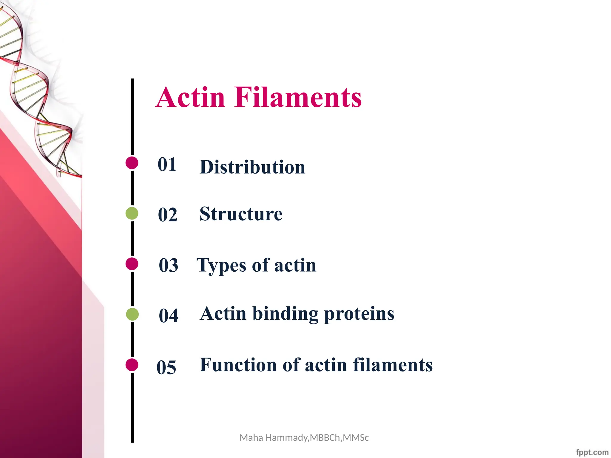 Maha Hammady,MBBCh,MMSc
Actin Filaments
01
02
03
04
05
Distribution
Structure
Actin binding proteins
Function of actin filaments
Types of actin
 