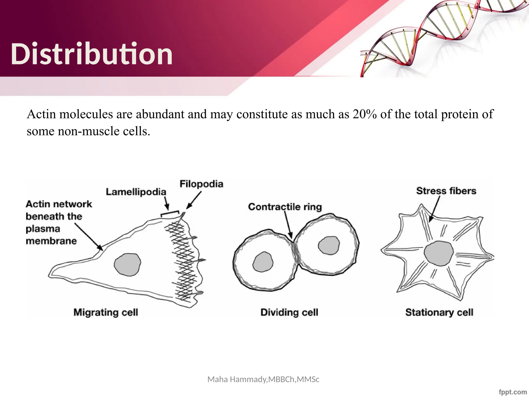 Maha Hammady,MBBCh,MMSc
Distribution
Actin molecules are abundant and may constitute as much as 20% of the total protein of
some non-muscle cells.
 