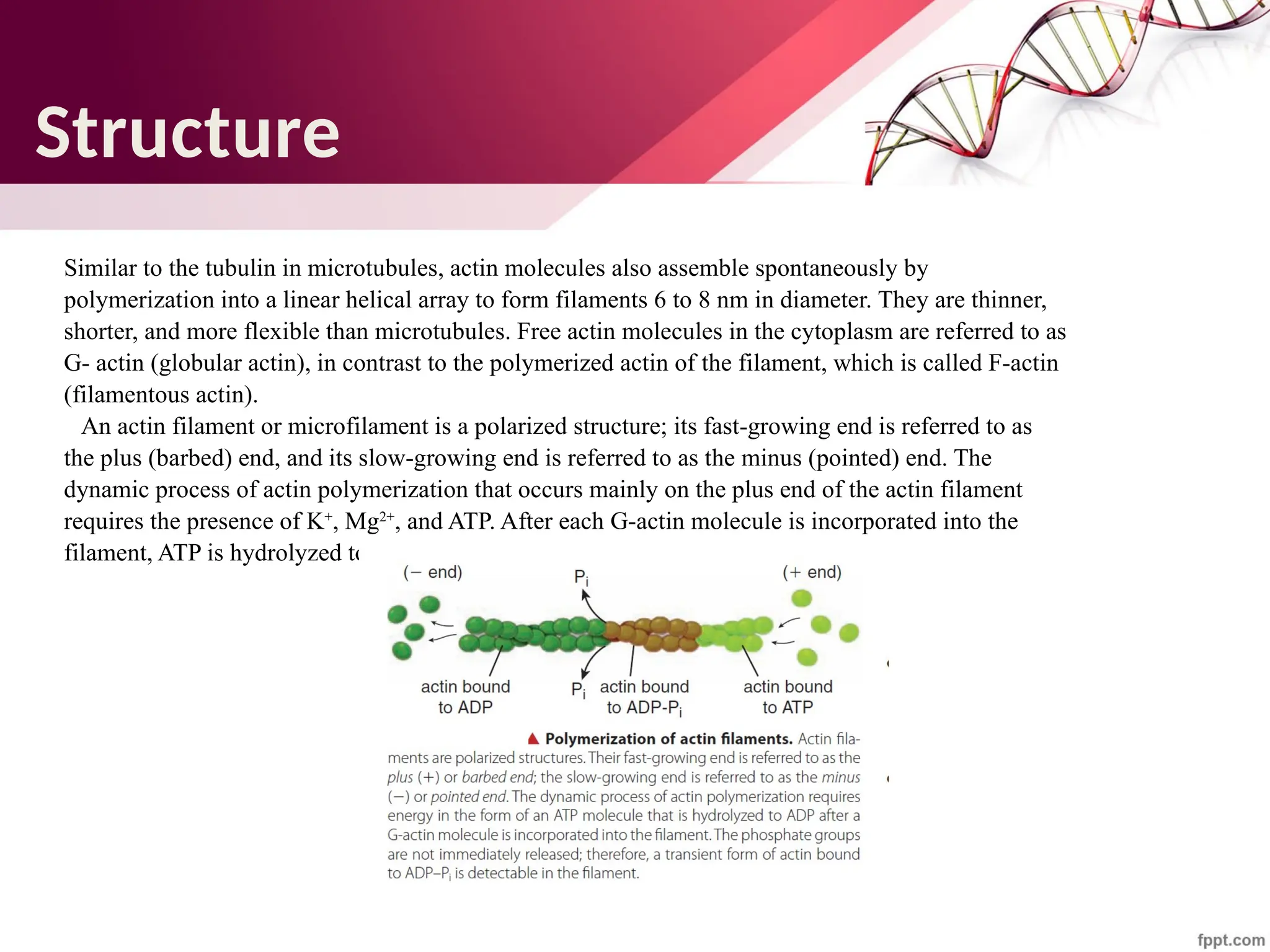 Maha Hammady,MBBCh,MMSc
Structure
Similar to the tubulin in microtubules, actin molecules also assemble spontaneously by
polymerization into a linear helical array to form filaments 6 to 8 nm in diameter. They are thinner,
shorter, and more flexible than microtubules. Free actin molecules in the cytoplasm are referred to as
G- actin (globular actin), in contrast to the polymerized actin of the filament, which is called F-actin
(filamentous actin).
An actin filament or microfilament is a polarized structure; its fast-growing end is referred to as
the plus (barbed) end, and its slow-growing end is referred to as the minus (pointed) end. The
dynamic process of actin polymerization that occurs mainly on the plus end of the actin filament
requires the presence of K+
, Mg2+
, and ATP. After each G-actin molecule is incorporated into the
filament, ATP is hydrolyzed to ADP.
 