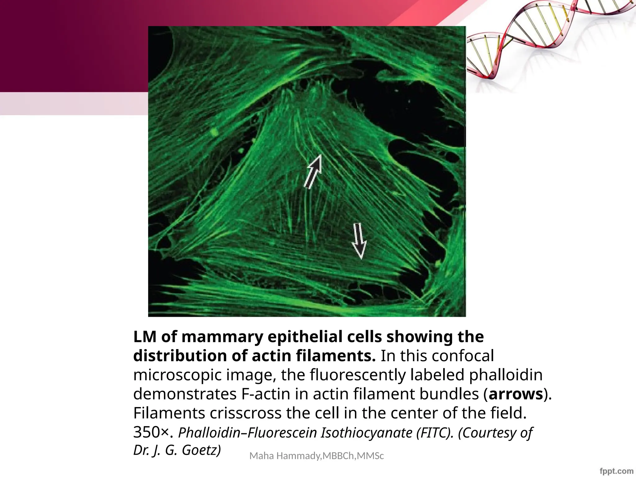 Maha Hammady,MBBCh,MMSc
LM of mammary epithelial cells showing the
distribution of actin filaments. In this confocal
microscopic image, the fluorescently labeled phalloidin
demonstrates F-actin in actin filament bundles (arrows).
Filaments crisscross the cell in the center of the field.
350×. Phalloidin–Fluorescein Isothiocyanate (FITC). (Courtesy of
Dr. J. G. Goetz)
 