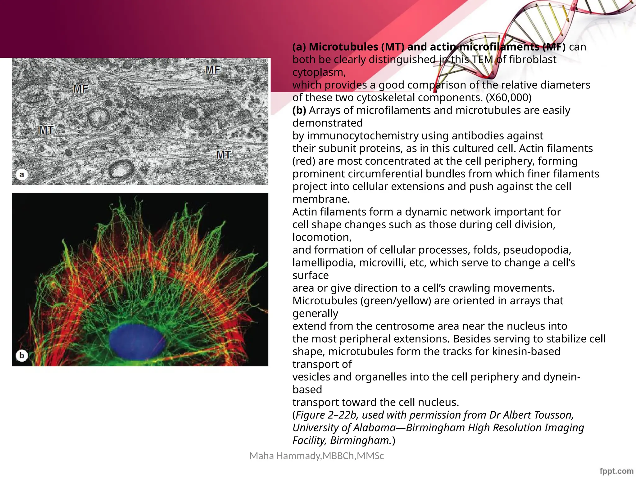 Maha Hammady,MBBCh,MMSc
(a) Microtubules (MT) and actin microfilaments (MF) can
both be clearly distinguished in this TEM of fibroblast
cytoplasm,
which provides a good comparison of the relative diameters
of these two cytoskeletal components. (X60,000)
(b) Arrays of microfilaments and microtubules are easily
demonstrated
by immunocytochemistry using antibodies against
their subunit proteins, as in this cultured cell. Actin filaments
(red) are most concentrated at the cell periphery, forming
prominent circumferential bundles from which finer filaments
project into cellular extensions and push against the cell
membrane.
Actin filaments form a dynamic network important for
cell shape changes such as those during cell division,
locomotion,
and formation of cellular processes, folds, pseudopodia,
lamellipodia, microvilli, etc, which serve to change a cell’s
surface
area or give direction to a cell’s crawling movements.
Microtubules (green/yellow) are oriented in arrays that
generally
extend from the centrosome area near the nucleus into
the most peripheral extensions. Besides serving to stabilize cell
shape, microtubules form the tracks for kinesin-based
transport of
vesicles and organelles into the cell periphery and dynein-
based
transport toward the cell nucleus.
(Figure 2–22b, used with permission from Dr Albert Tousson,
University of Alabama—Birmingham High Resolution Imaging
Facility, Birmingham.)
 