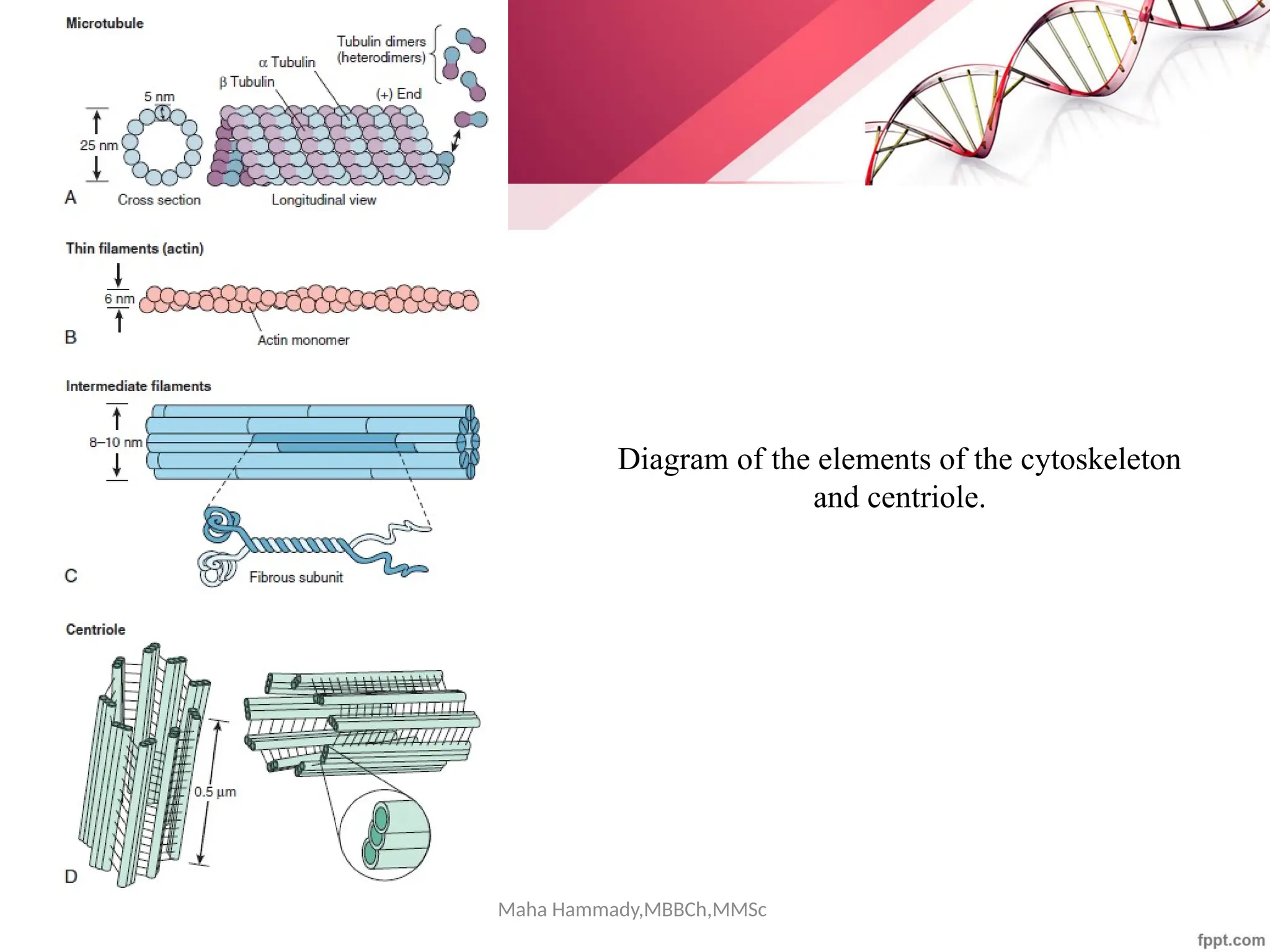 Maha Hammady,MBBCh,MMSc
Diagram of the elements of the cytoskeleton
and centriole.
 