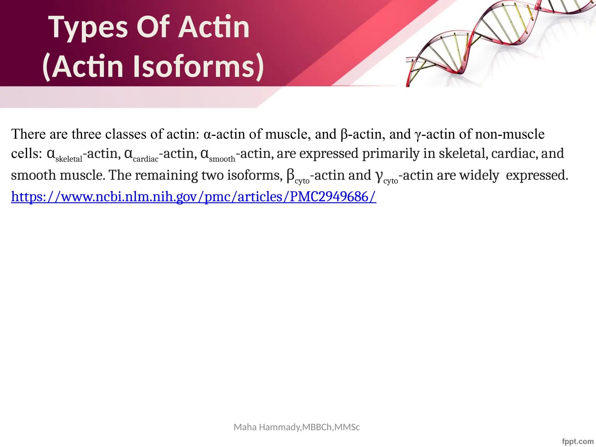 Maha Hammady,MBBCh,MMSc
Types Of Actin
(Actin Isoforms)
There are three classes of actin: α-actin of muscle, and β-actin, and γ-actin of non-muscle
cells: αskeletal-actin, αcardiac-actin, αsmooth-actin, are expressed primarily in skeletal, cardiac, and
smooth muscle. The remaining two isoforms, βcyto-actin and γcyto-actin are widely expressed.
https://www.ncbi.nlm.nih.gov/pmc/articles/PMC2949686/
 