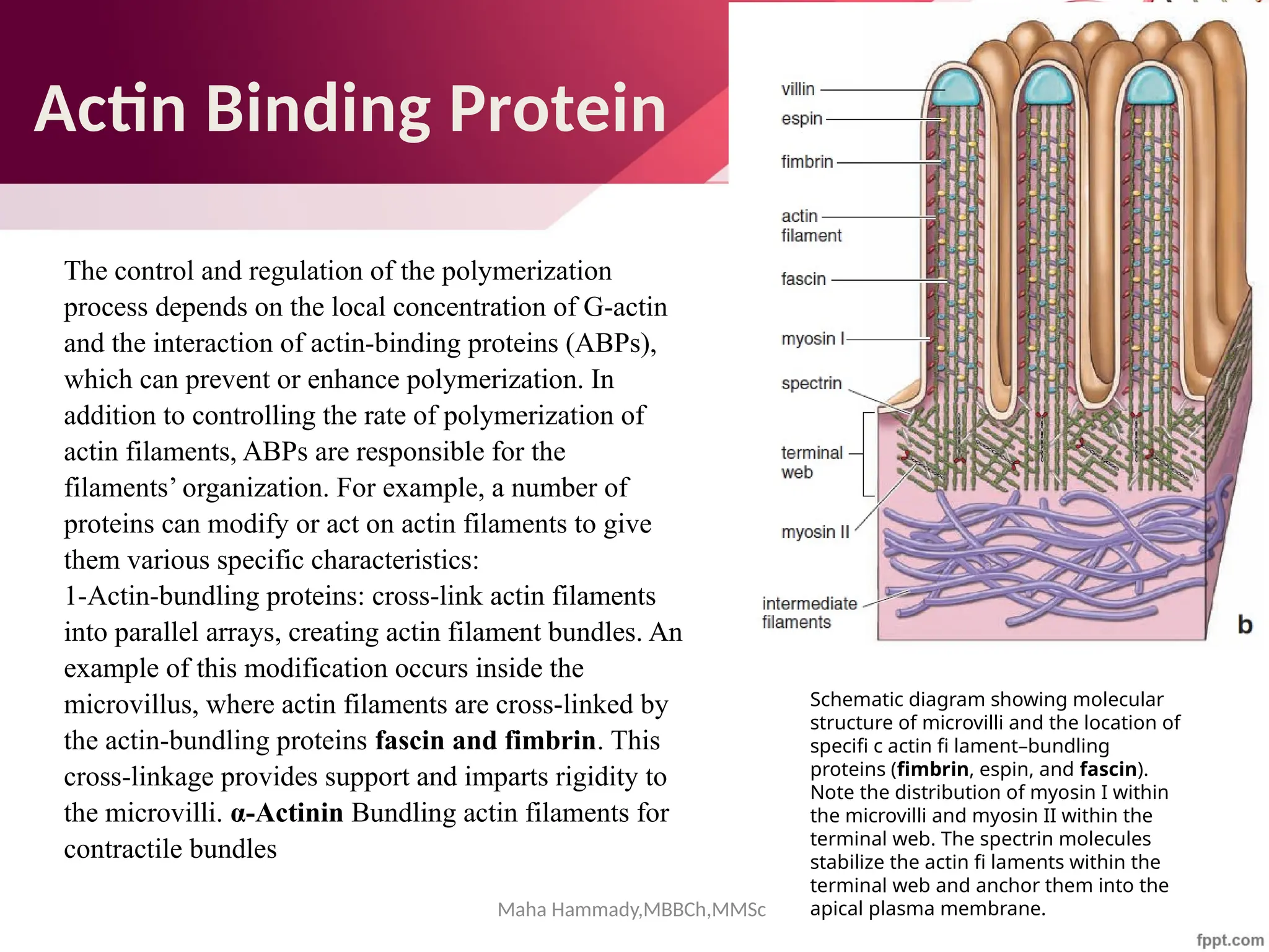 Maha Hammady,MBBCh,MMSc
Actin Binding Protein
The control and regulation of the polymerization
process depends on the local concentration of G-actin
and the interaction of actin-binding proteins (ABPs),
which can prevent or enhance polymerization. In
addition to controlling the rate of polymerization of
actin filaments, ABPs are responsible for the
filaments’ organization. For example, a number of
proteins can modify or act on actin filaments to give
them various specific characteristics:
1-Actin-bundling proteins: cross-link actin filaments
into parallel arrays, creating actin filament bundles. An
example of this modification occurs inside the
microvillus, where actin filaments are cross-linked by
the actin-bundling proteins fascin and fimbrin. This
cross-linkage provides support and imparts rigidity to
the microvilli. α-Actinin Bundling actin filaments for
contractile bundles
Schematic diagram showing molecular
structure of microvilli and the location of
specifi c actin fi lament–bundling
proteins (fimbrin, espin, and fascin).
Note the distribution of myosin I within
the microvilli and myosin II within the
terminal web. The spectrin molecules
stabilize the actin fi laments within the
terminal web and anchor them into the
apical plasma membrane.
 