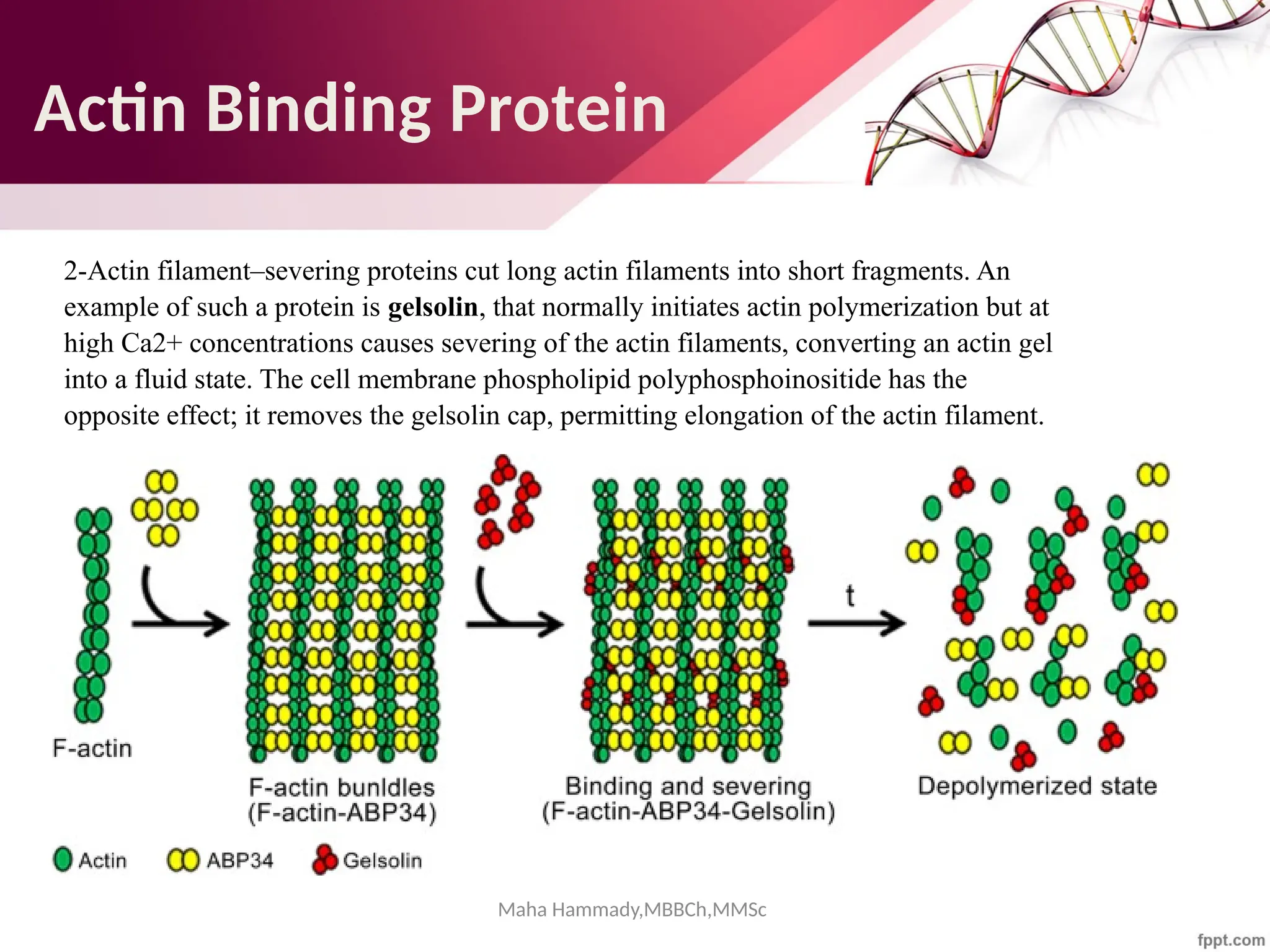 Maha Hammady,MBBCh,MMSc
2-Actin filament–severing proteins cut long actin filaments into short fragments. An
example of such a protein is gelsolin, that normally initiates actin polymerization but at
high Ca2+ concentrations causes severing of the actin filaments, converting an actin gel
into a fluid state. The cell membrane phospholipid polyphosphoinositide has the
opposite effect; it removes the gelsolin cap, permitting elongation of the actin filament.
Actin Binding Protein
 
