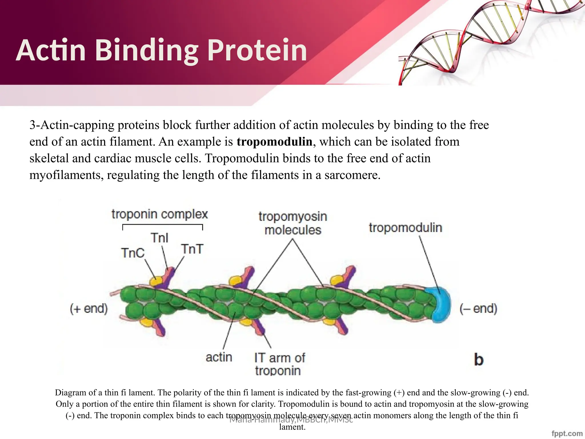 Maha Hammady,MBBCh,MMSc
3-Actin-capping proteins block further addition of actin molecules by binding to the free
end of an actin filament. An example is tropomodulin, which can be isolated from
skeletal and cardiac muscle cells. Tropomodulin binds to the free end of actin
myofilaments, regulating the length of the filaments in a sarcomere.
Diagram of a thin fi lament. The polarity of the thin fi lament is indicated by the fast-growing (+) end and the slow-growing (-) end.
Only a portion of the entire thin filament is shown for clarity. Tropomodulin is bound to actin and tropomyosin at the slow-growing
(-) end. The troponin complex binds to each tropomyosin molecule every seven actin monomers along the length of the thin fi
lament.
Actin Binding Protein
 