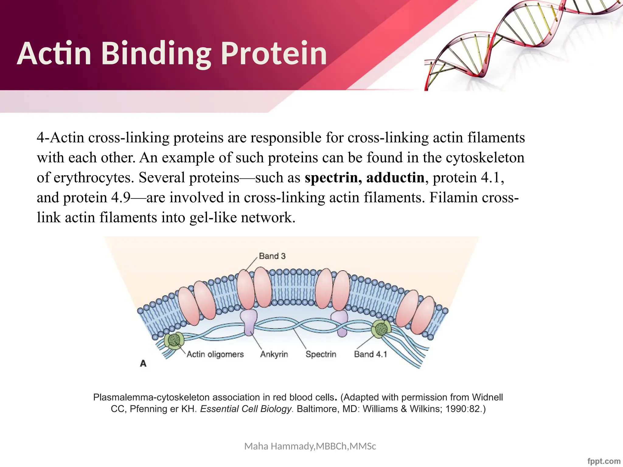 Maha Hammady,MBBCh,MMSc
4-Actin cross-linking proteins are responsible for cross-linking actin filaments
with each other. An example of such proteins can be found in the cytoskeleton
of erythrocytes. Several proteins—such as spectrin, adductin, protein 4.1,
and protein 4.9—are involved in cross-linking actin filaments. Filamin cross-
link actin filaments into gel-like network.
Plasmalemma-cytoskeleton association in red blood cells. (Adapted with permission from Widnell
CC, Pfenning er KH. Essential Cell Biology. Baltimore, MD: Williams & Wilkins; 1990:82.)
Actin Binding Protein
 