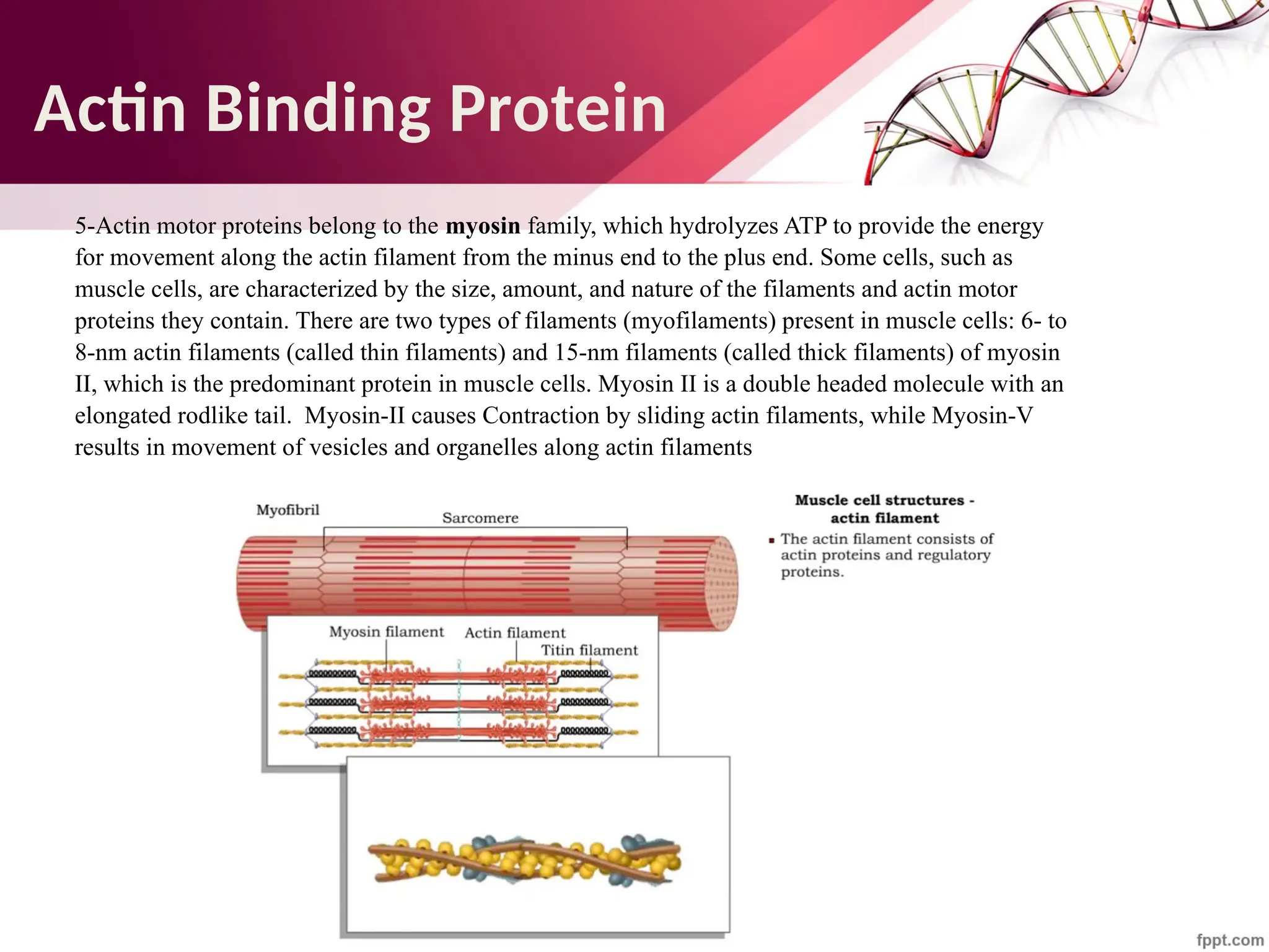 Maha Hammady,MBBCh,MMSc
5-Actin motor proteins belong to the myosin family, which hydrolyzes ATP to provide the energy
for movement along the actin filament from the minus end to the plus end. Some cells, such as
muscle cells, are characterized by the size, amount, and nature of the filaments and actin motor
proteins they contain. There are two types of filaments (myofilaments) present in muscle cells: 6- to
8-nm actin filaments (called thin filaments) and 15-nm filaments (called thick filaments) of myosin
II, which is the predominant protein in muscle cells. Myosin II is a double headed molecule with an
elongated rodlike tail. Myosin-II causes Contraction by sliding actin filaments, while Myosin-V
results in movement of vesicles and organelles along actin filaments
Actin Binding Protein
 
