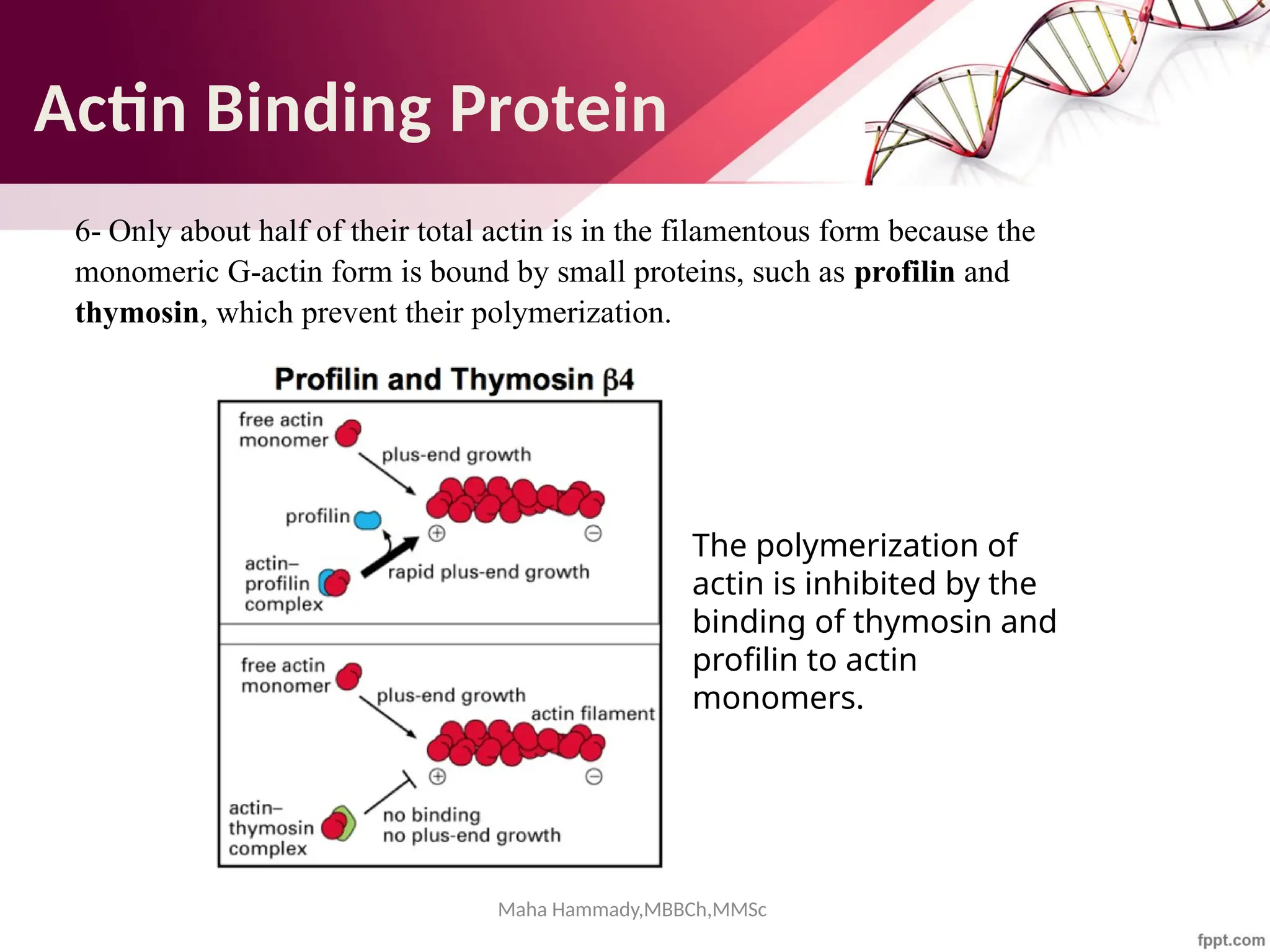 Maha Hammady,MBBCh,MMSc
6- Only about half of their total actin is in the filamentous form because the
monomeric G-actin form is bound by small proteins, such as profilin and
thymosin, which prevent their polymerization.
The polymerization of
actin is inhibited by the
binding of thymosin and
profilin to actin
monomers.
Actin Binding Protein
 