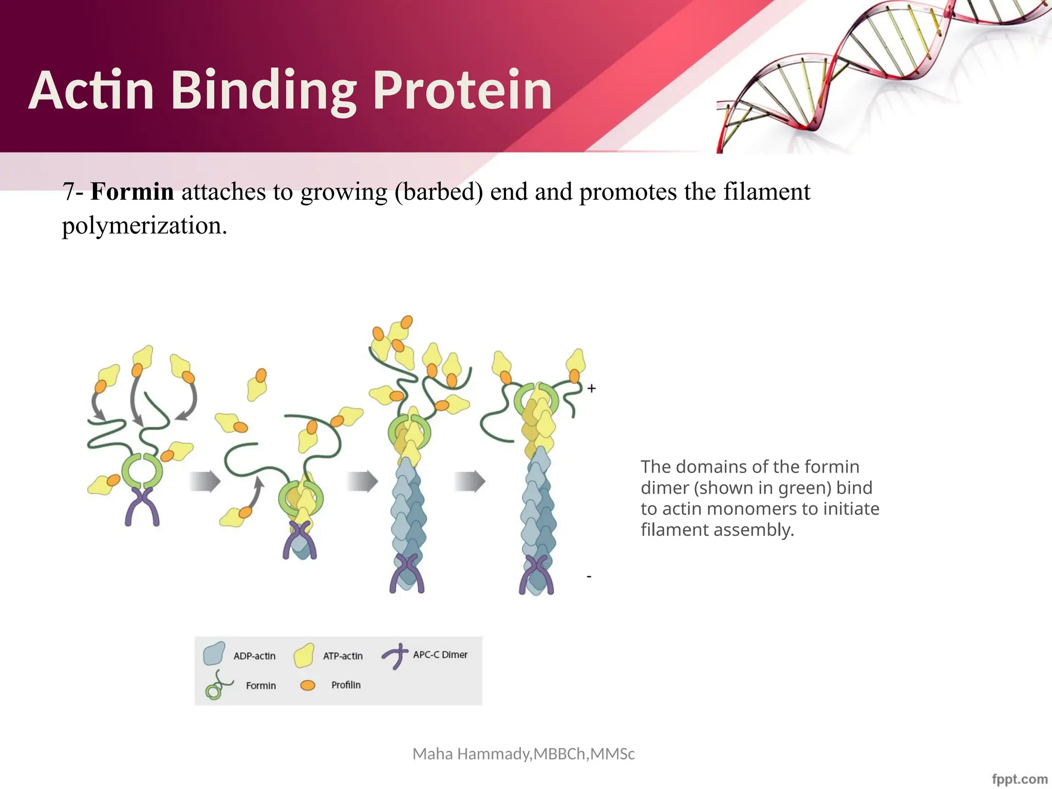 Maha Hammady,MBBCh,MMSc
7- Formin attaches to growing (barbed) end and promotes the filament
polymerization.
The domains of the formin
dimer (shown in green) bind
to actin monomers to initiate
filament assembly.
Actin Binding Protein
 