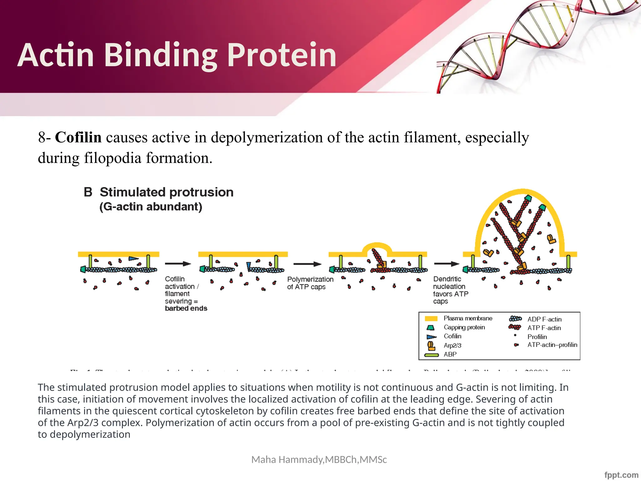 Maha Hammady,MBBCh,MMSc
8- Cofilin causes active in depolymerization of the actin filament, especially
during filopodia formation.
The stimulated protrusion model applies to situations when motility is not continuous and G-actin is not limiting. In
this case, initiation of movement involves the localized activation of cofilin at the leading edge. Severing of actin
filaments in the quiescent cortical cytoskeleton by cofilin creates free barbed ends that define the site of activation
of the Arp2/3 complex. Polymerization of actin occurs from a pool of pre-existing G-actin and is not tightly coupled
to depolymerization
Actin Binding Protein
 
