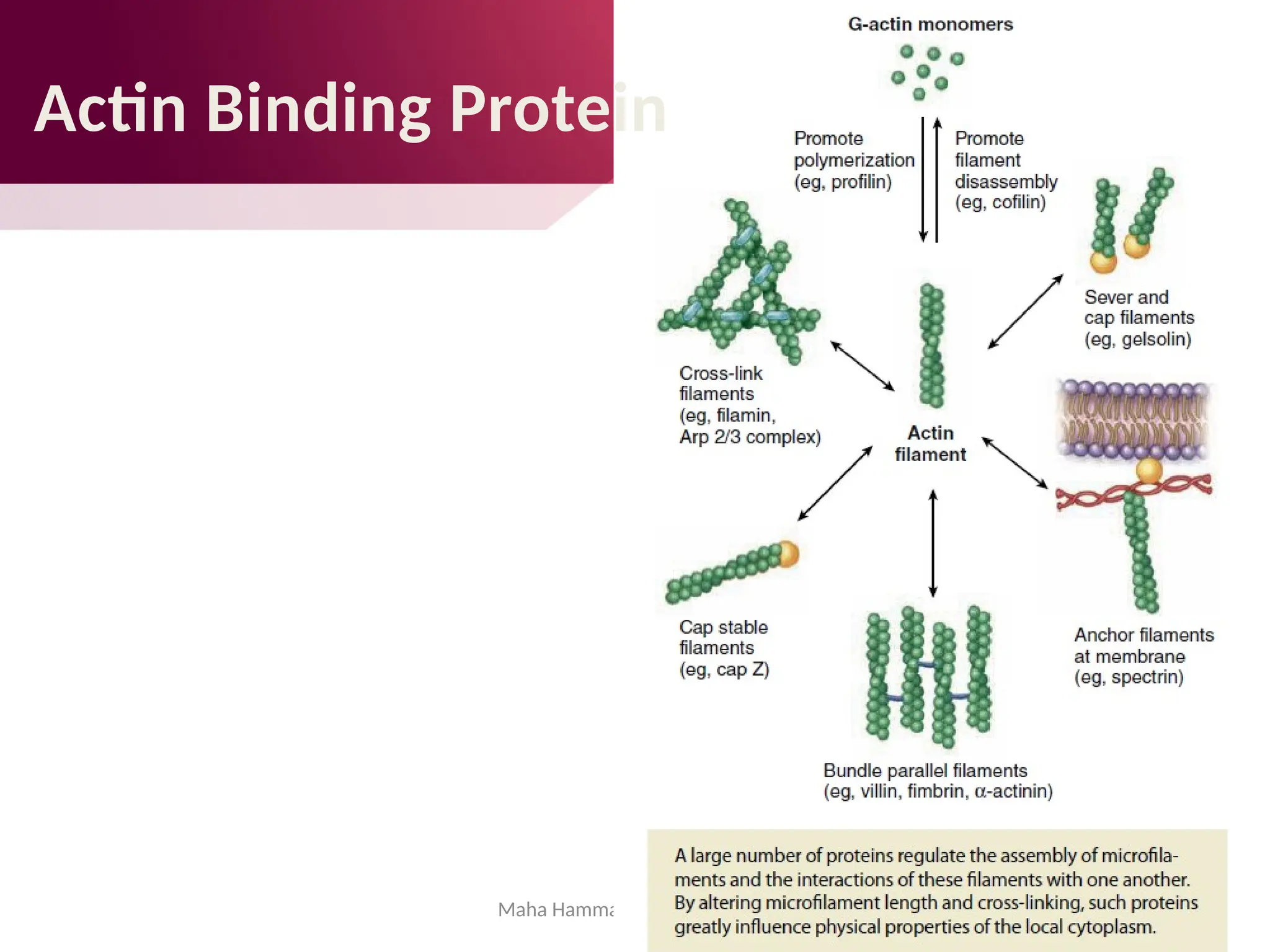 Maha Hammady,MBBCh,MMSc
Actin Binding Protein
 