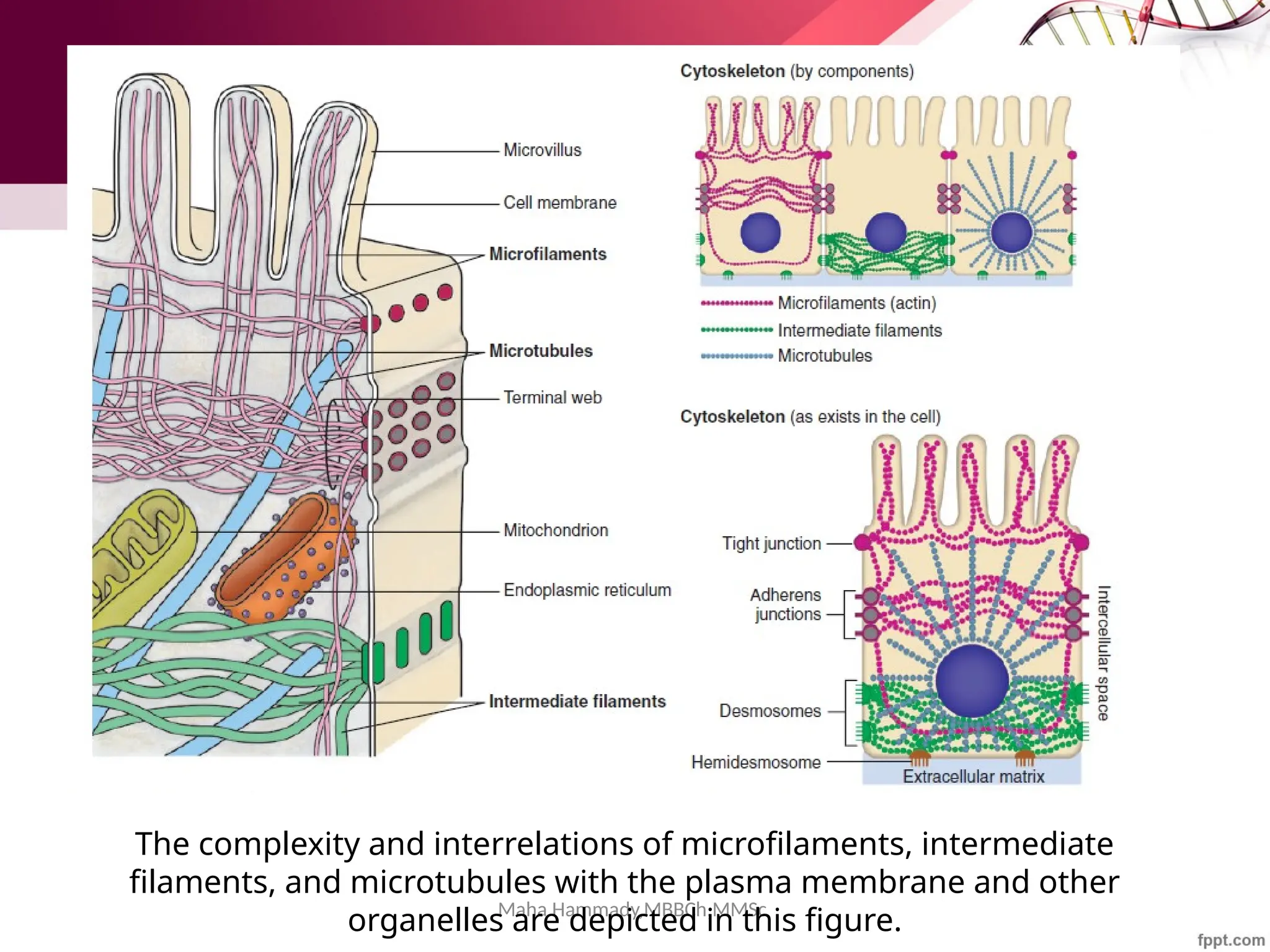 Maha Hammady,MBBCh,MMSc
The complexity and interrelations of microfilaments, intermediate
filaments, and microtubules with the plasma membrane and other
organelles are depicted in this figure.
 