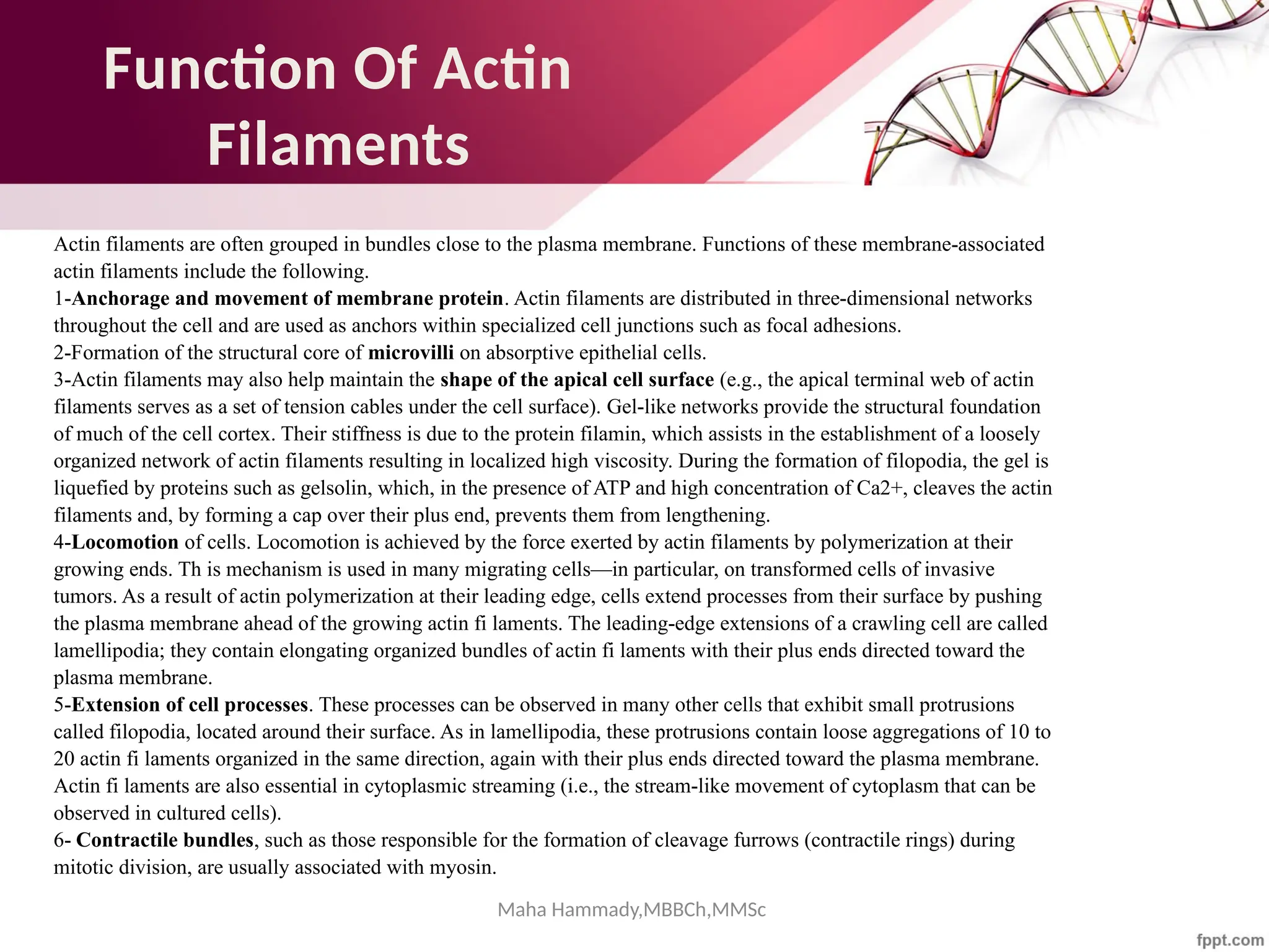 Maha Hammady,MBBCh,MMSc
Function Of Actin
Filaments
Actin filaments are often grouped in bundles close to the plasma membrane. Functions of these membrane-associated
actin filaments include the following.
1-Anchorage and movement of membrane protein. Actin filaments are distributed in three-dimensional networks
throughout the cell and are used as anchors within specialized cell junctions such as focal adhesions.
2-Formation of the structural core of microvilli on absorptive epithelial cells.
3-Actin filaments may also help maintain the shape of the apical cell surface (e.g., the apical terminal web of actin
filaments serves as a set of tension cables under the cell surface). Gel-like networks provide the structural foundation
of much of the cell cortex. Their stiffness is due to the protein filamin, which assists in the establishment of a loosely
organized network of actin filaments resulting in localized high viscosity. During the formation of filopodia, the gel is
liquefied by proteins such as gelsolin, which, in the presence of ATP and high concentration of Ca2+, cleaves the actin
filaments and, by forming a cap over their plus end, prevents them from lengthening.
4-Locomotion of cells. Locomotion is achieved by the force exerted by actin filaments by polymerization at their
growing ends. Th is mechanism is used in many migrating cells—in particular, on transformed cells of invasive
tumors. As a result of actin polymerization at their leading edge, cells extend processes from their surface by pushing
the plasma membrane ahead of the growing actin fi laments. The leading-edge extensions of a crawling cell are called
lamellipodia; they contain elongating organized bundles of actin fi laments with their plus ends directed toward the
plasma membrane.
5-Extension of cell processes. These processes can be observed in many other cells that exhibit small protrusions
called filopodia, located around their surface. As in lamellipodia, these protrusions contain loose aggregations of 10 to
20 actin fi laments organized in the same direction, again with their plus ends directed toward the plasma membrane.
Actin fi laments are also essential in cytoplasmic streaming (i.e., the stream-like movement of cytoplasm that can be
observed in cultured cells).
6- Contractile bundles, such as those responsible for the formation of cleavage furrows (contractile rings) during
mitotic division, are usually associated with myosin.
 