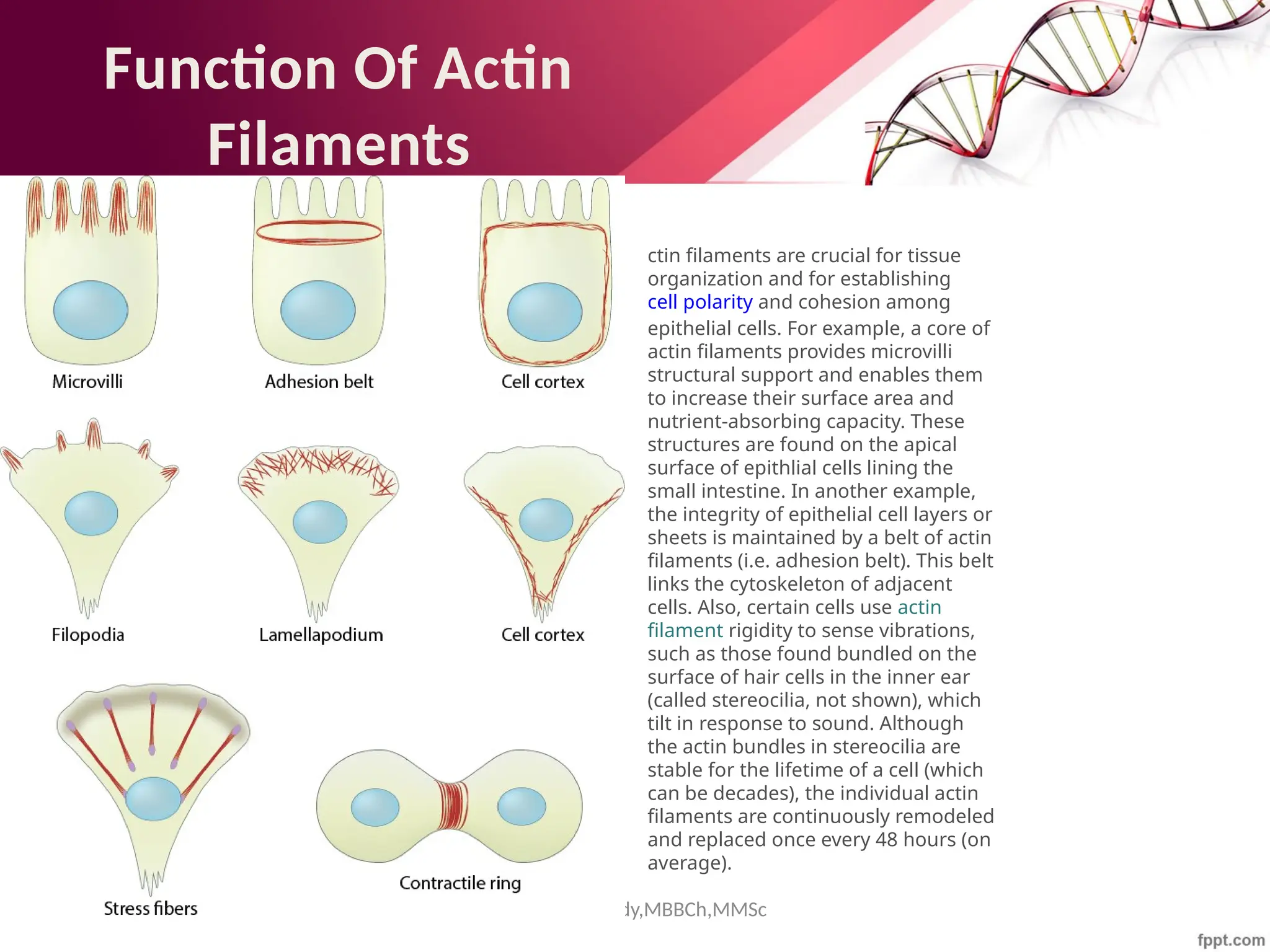 Maha Hammady,MBBCh,MMSc
ctin filaments are crucial for tissue
organization and for establishing
cell polarity and cohesion among
epithelial cells. For example, a core of
actin filaments provides microvilli
structural support and enables them
to increase their surface area and
nutrient-absorbing capacity. These
structures are found on the apical
surface of epithlial cells lining the
small intestine. In another example,
the integrity of epithelial cell layers or
sheets is maintained by a belt of actin
filaments (i.e. adhesion belt). This belt
links the cytoskeleton of adjacent
cells. Also, certain cells use actin
filament rigidity to sense vibrations,
such as those found bundled on the
surface of hair cells in the inner ear
(called stereocilia, not shown), which
tilt in response to sound. Although
the actin bundles in stereocilia are
stable for the lifetime of a cell (which
can be decades), the individual actin
filaments are continuously remodeled
and replaced once every 48 hours (on
average).
Function Of Actin
Filaments
 