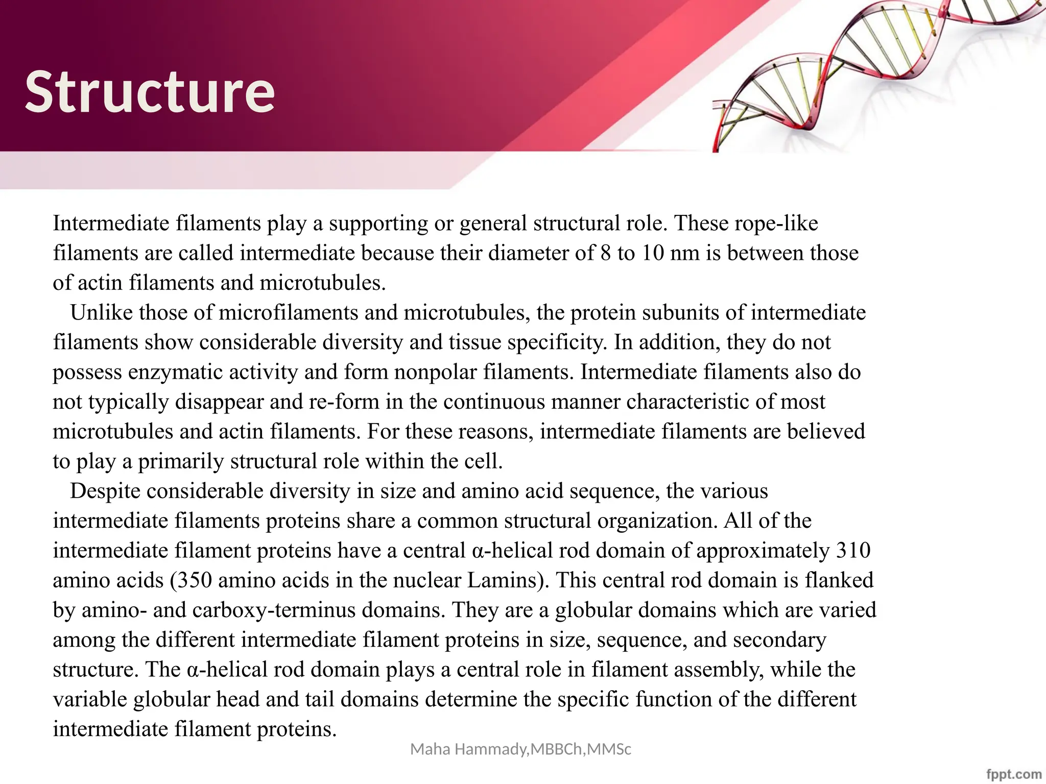 Maha Hammady,MBBCh,MMSc
Structure
Intermediate filaments play a supporting or general structural role. These rope-like
filaments are called intermediate because their diameter of 8 to 10 nm is between those
of actin filaments and microtubules.
Unlike those of microfilaments and microtubules, the protein subunits of intermediate
filaments show considerable diversity and tissue specificity. In addition, they do not
possess enzymatic activity and form nonpolar filaments. Intermediate filaments also do
not typically disappear and re-form in the continuous manner characteristic of most
microtubules and actin filaments. For these reasons, intermediate filaments are believed
to play a primarily structural role within the cell.
Despite considerable diversity in size and amino acid sequence, the various
intermediate filaments proteins share a common structural organization. All of the
intermediate filament proteins have a central α-helical rod domain of approximately 310
amino acids (350 amino acids in the nuclear Lamins). This central rod domain is flanked
by amino- and carboxy-terminus domains. They are a globular domains which are varied
among the different intermediate filament proteins in size, sequence, and secondary
structure. The α-helical rod domain plays a central role in filament assembly, while the
variable globular head and tail domains determine the specific function of the different
intermediate filament proteins.
 