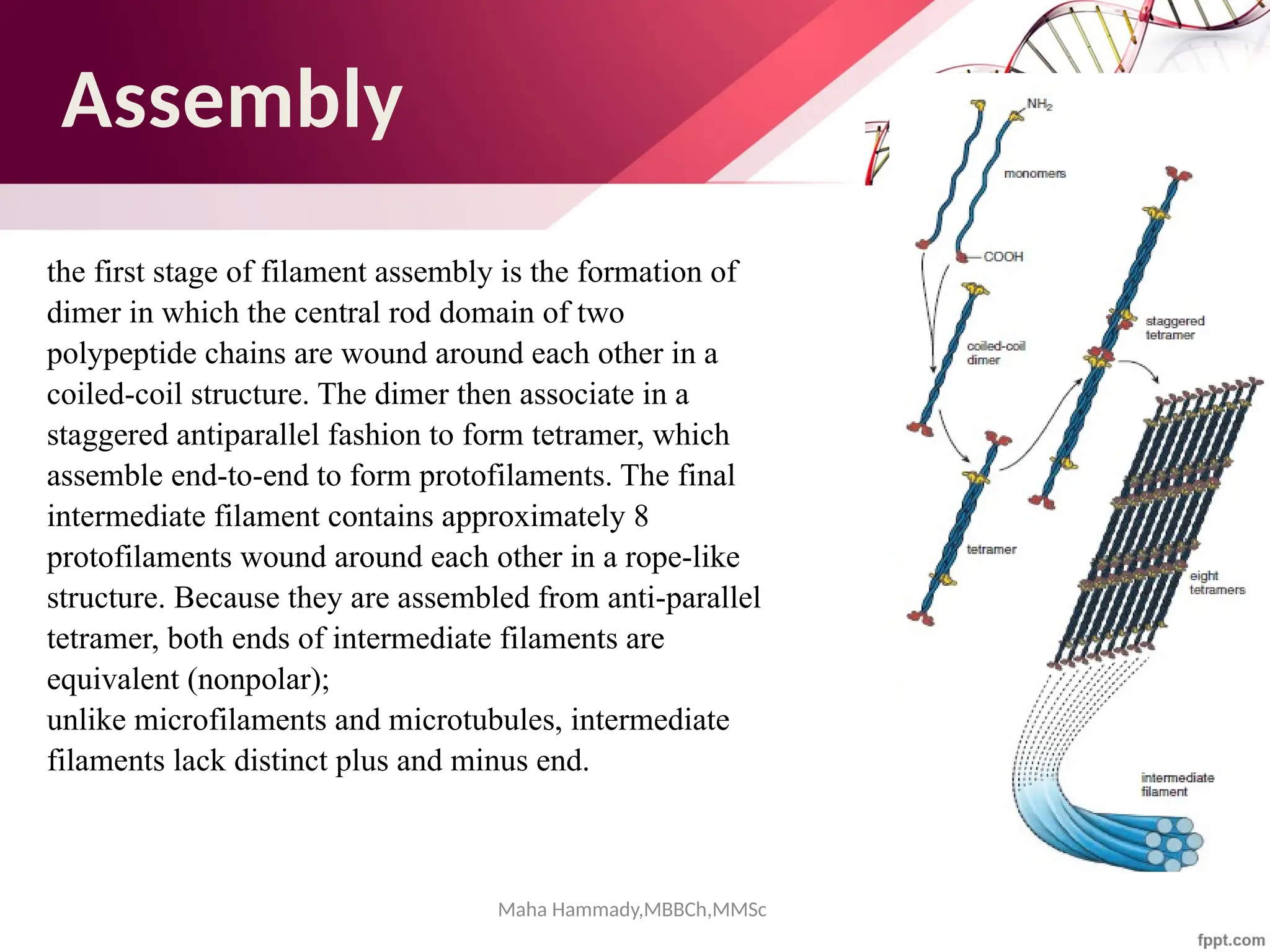 Maha Hammady,MBBCh,MMSc
Assembly
the first stage of filament assembly is the formation of
dimer in which the central rod domain of two
polypeptide chains are wound around each other in a
coiled-coil structure. The dimer then associate in a
staggered antiparallel fashion to form tetramer, which
assemble end-to-end to form protofilaments. The final
intermediate filament contains approximately 8
protofilaments wound around each other in a rope-like
structure. Because they are assembled from anti-parallel
tetramer, both ends of intermediate filaments are
equivalent (nonpolar);
unlike microfilaments and microtubules, intermediate
filaments lack distinct plus and minus end.
 