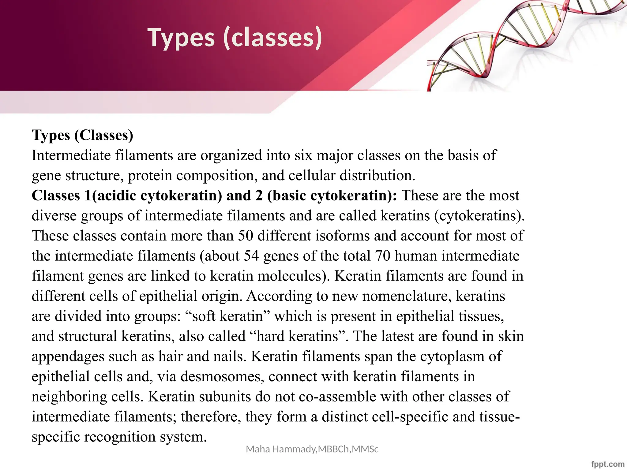 Maha Hammady,MBBCh,MMSc
Types (classes)
Types (Classes)
Intermediate filaments are organized into six major classes on the basis of
gene structure, protein composition, and cellular distribution.
Classes 1(acidic cytokeratin) and 2 (basic cytokeratin): These are the most
diverse groups of intermediate filaments and are called keratins (cytokeratins).
These classes contain more than 50 different isoforms and account for most of
the intermediate filaments (about 54 genes of the total 70 human intermediate
filament genes are linked to keratin molecules). Keratin filaments are found in
different cells of epithelial origin. According to new nomenclature, keratins
are divided into groups: “soft keratin” which is present in epithelial tissues,
and structural keratins, also called “hard keratins”. The latest are found in skin
appendages such as hair and nails. Keratin filaments span the cytoplasm of
epithelial cells and, via desmosomes, connect with keratin filaments in
neighboring cells. Keratin subunits do not co-assemble with other classes of
intermediate filaments; therefore, they form a distinct cell-specific and tissue-
specific recognition system.
 