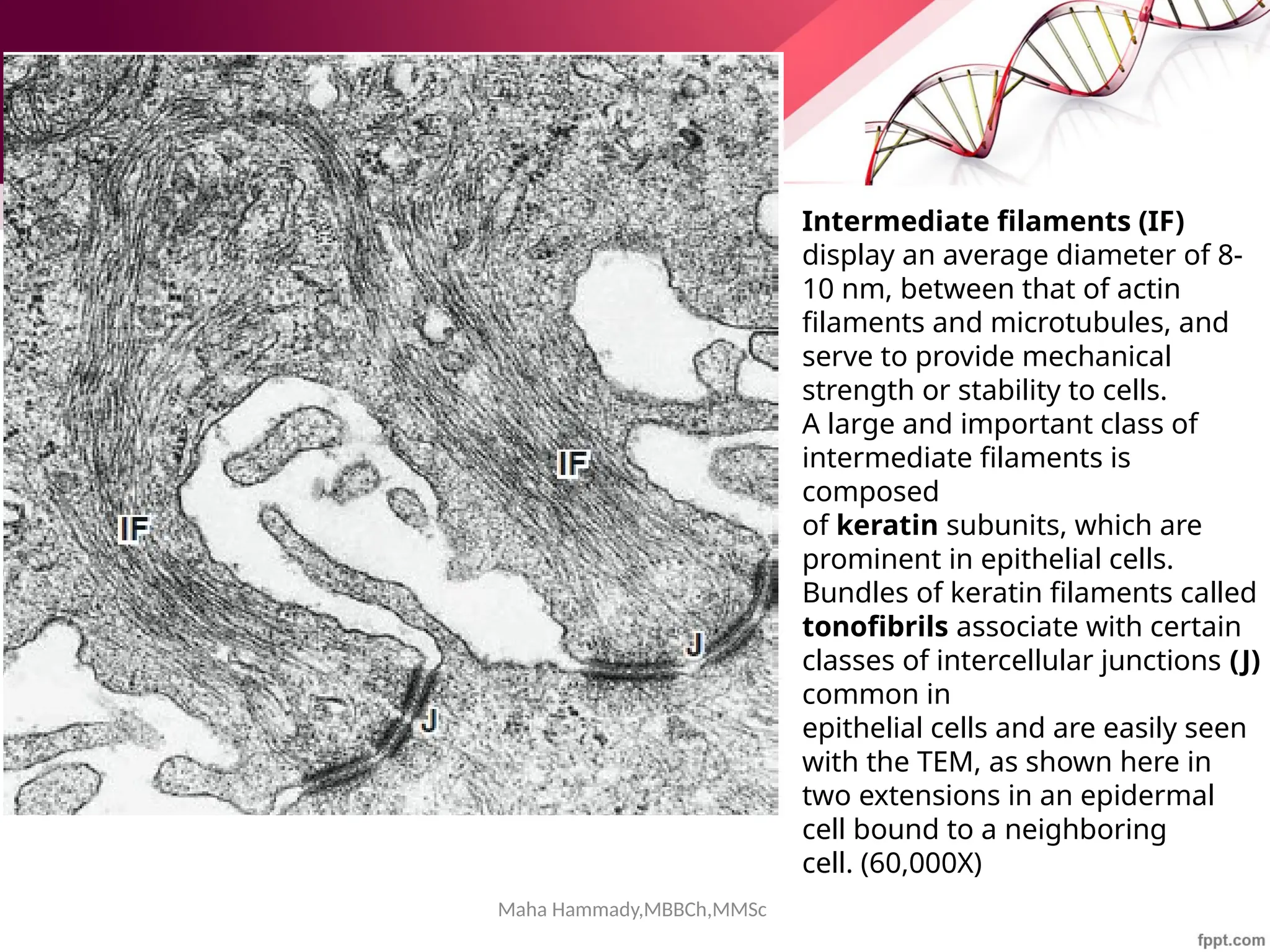 Maha Hammady,MBBCh,MMSc
Intermediate filaments (IF)
display an average diameter of 8-
10 nm, between that of actin
filaments and microtubules, and
serve to provide mechanical
strength or stability to cells.
A large and important class of
intermediate filaments is
composed
of keratin subunits, which are
prominent in epithelial cells.
Bundles of keratin filaments called
tonofibrils associate with certain
classes of intercellular junctions (J)
common in
epithelial cells and are easily seen
with the TEM, as shown here in
two extensions in an epidermal
cell bound to a neighboring
cell. (60,000X)
 