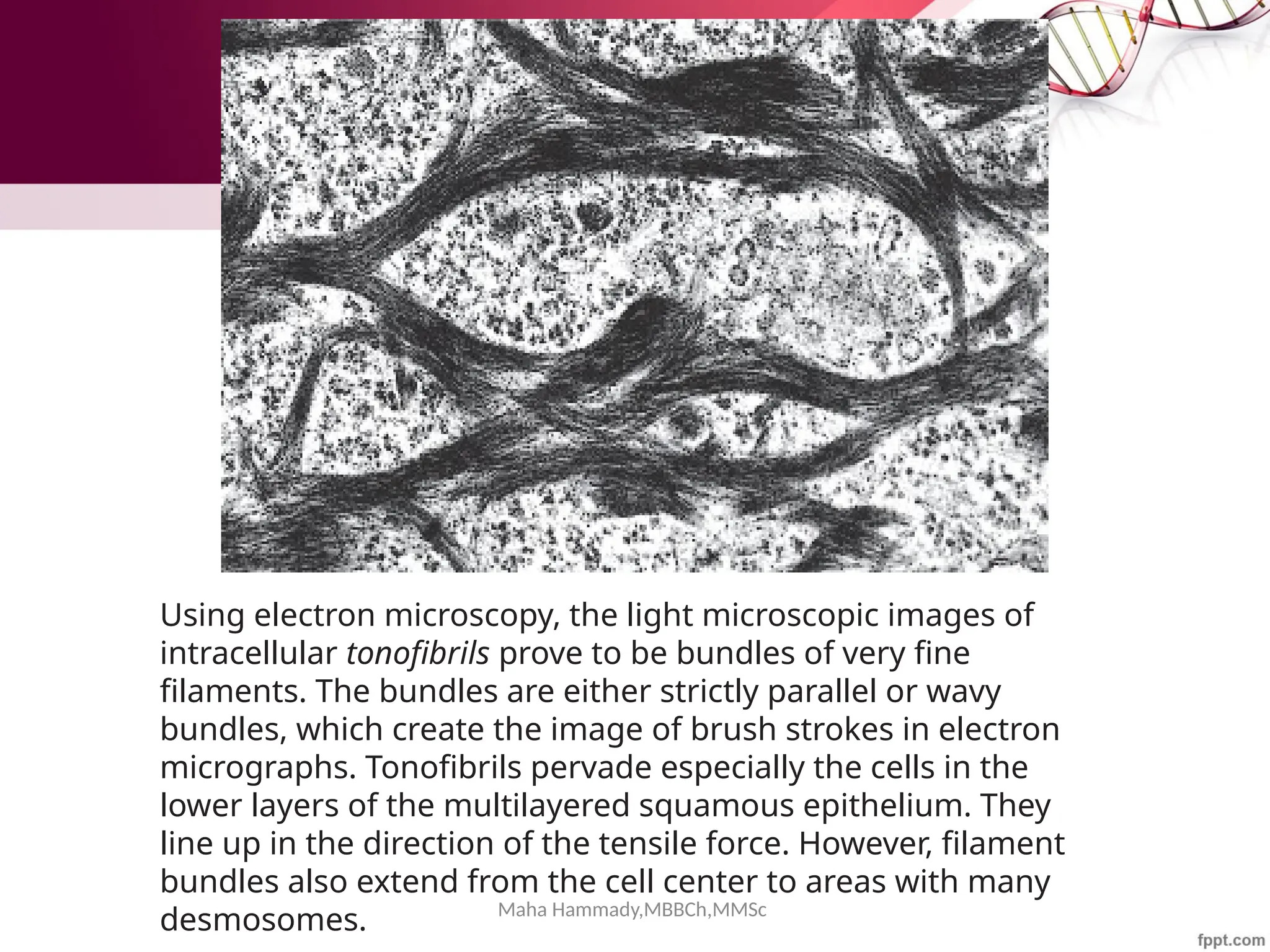 Maha Hammady,MBBCh,MMSc
Using electron microscopy, the light microscopic images of
intracellular tonofibrils prove to be bundles of very fine
filaments. The bundles are either strictly parallel or wavy
bundles, which create the image of brush strokes in electron
micrographs. Tonofibrils pervade especially the cells in the
lower layers of the multilayered squamous epithelium. They
line up in the direction of the tensile force. However, filament
bundles also extend from the cell center to areas with many
desmosomes.
 