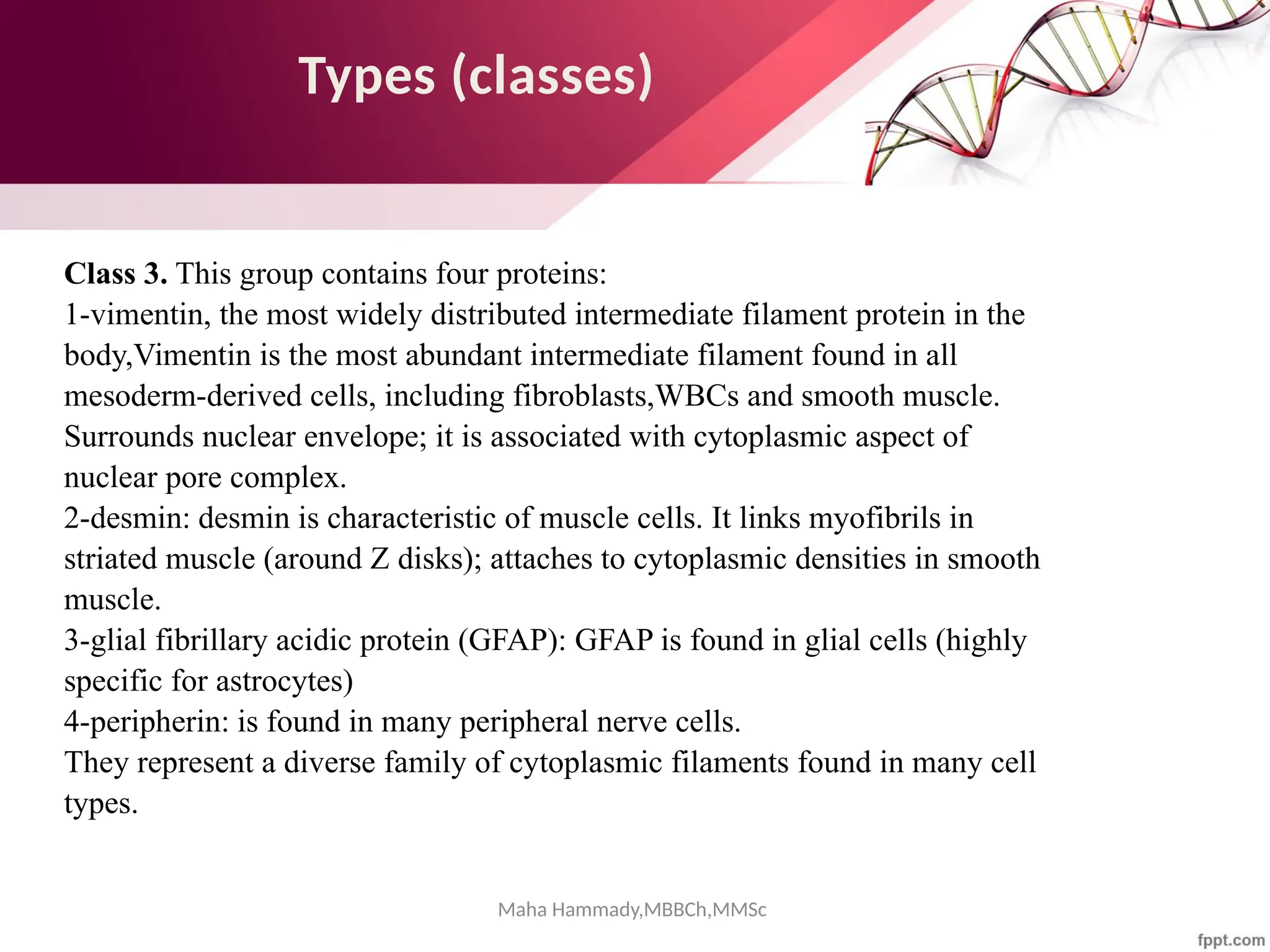 Maha Hammady,MBBCh,MMSc
Types (classes)
Class 3. This group contains four proteins:
1-vimentin, the most widely distributed intermediate filament protein in the
body,Vimentin is the most abundant intermediate filament found in all
mesoderm-derived cells, including fibroblasts,WBCs and smooth muscle.
Surrounds nuclear envelope; it is associated with cytoplasmic aspect of
nuclear pore complex.
2-desmin: desmin is characteristic of muscle cells. It links myofibrils in
striated muscle (around Z disks); attaches to cytoplasmic densities in smooth
muscle.
3-glial fibrillary acidic protein (GFAP): GFAP is found in glial cells (highly
specific for astrocytes)
4-peripherin: is found in many peripheral nerve cells.
They represent a diverse family of cytoplasmic filaments found in many cell
types.
 
