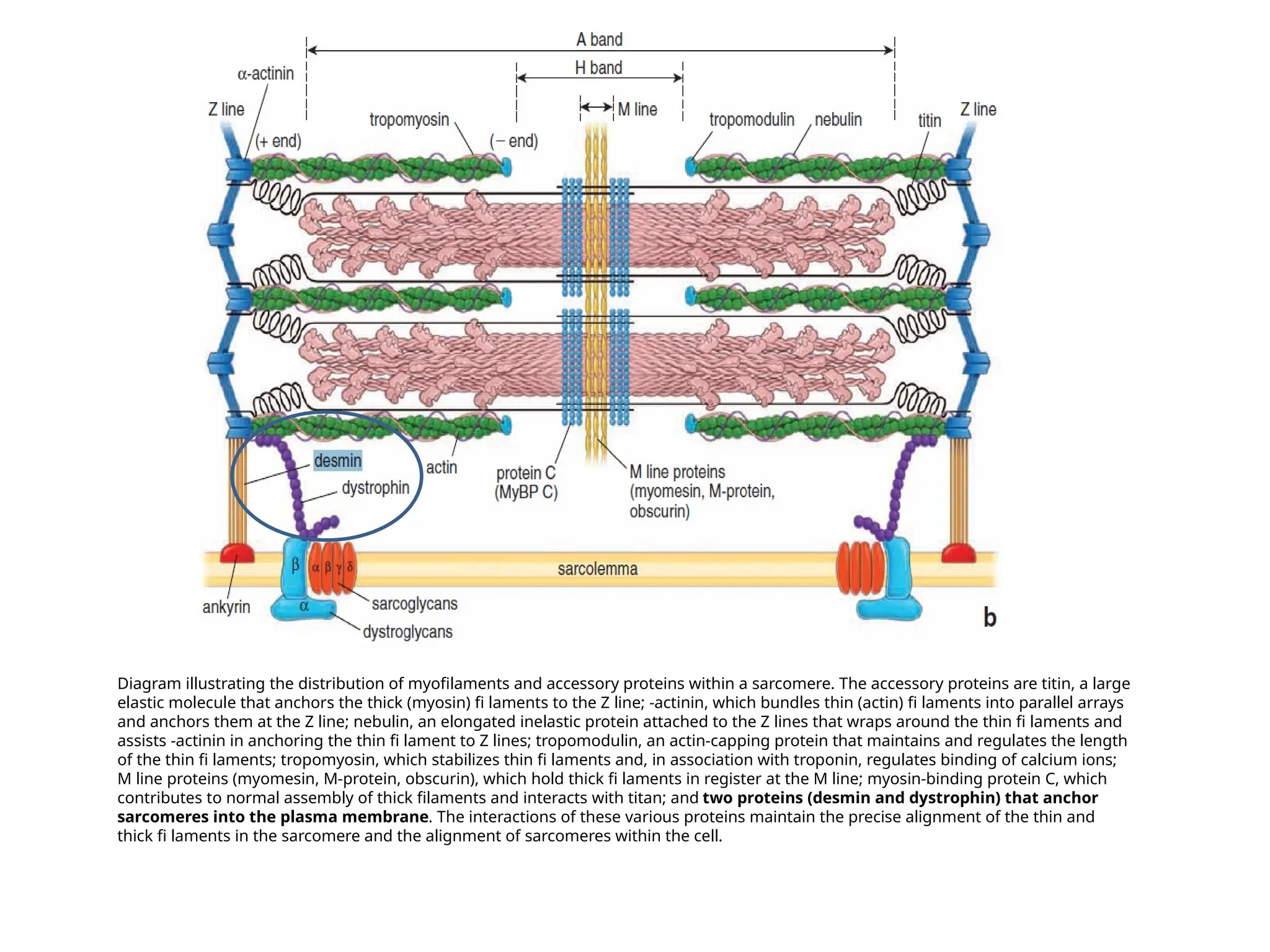 Diagram illustrating the distribution of myofilaments and accessory proteins within a sarcomere. The accessory proteins are titin, a large
elastic molecule that anchors the thick (myosin) fi laments to the Z line; -actinin, which bundles thin (actin) fi laments into parallel arrays
and anchors them at the Z line; nebulin, an elongated inelastic protein attached to the Z lines that wraps around the thin fi laments and
assists -actinin in anchoring the thin fi lament to Z lines; tropomodulin, an actin-capping protein that maintains and regulates the length
of the thin fi laments; tropomyosin, which stabilizes thin fi laments and, in association with troponin, regulates binding of calcium ions;
M line proteins (myomesin, M-protein, obscurin), which hold thick fi laments in register at the M line; myosin-binding protein C, which
contributes to normal assembly of thick filaments and interacts with titan; and two proteins (desmin and dystrophin) that anchor
sarcomeres into the plasma membrane. The interactions of these various proteins maintain the precise alignment of the thin and
thick fi laments in the sarcomere and the alignment of sarcomeres within the cell.
 