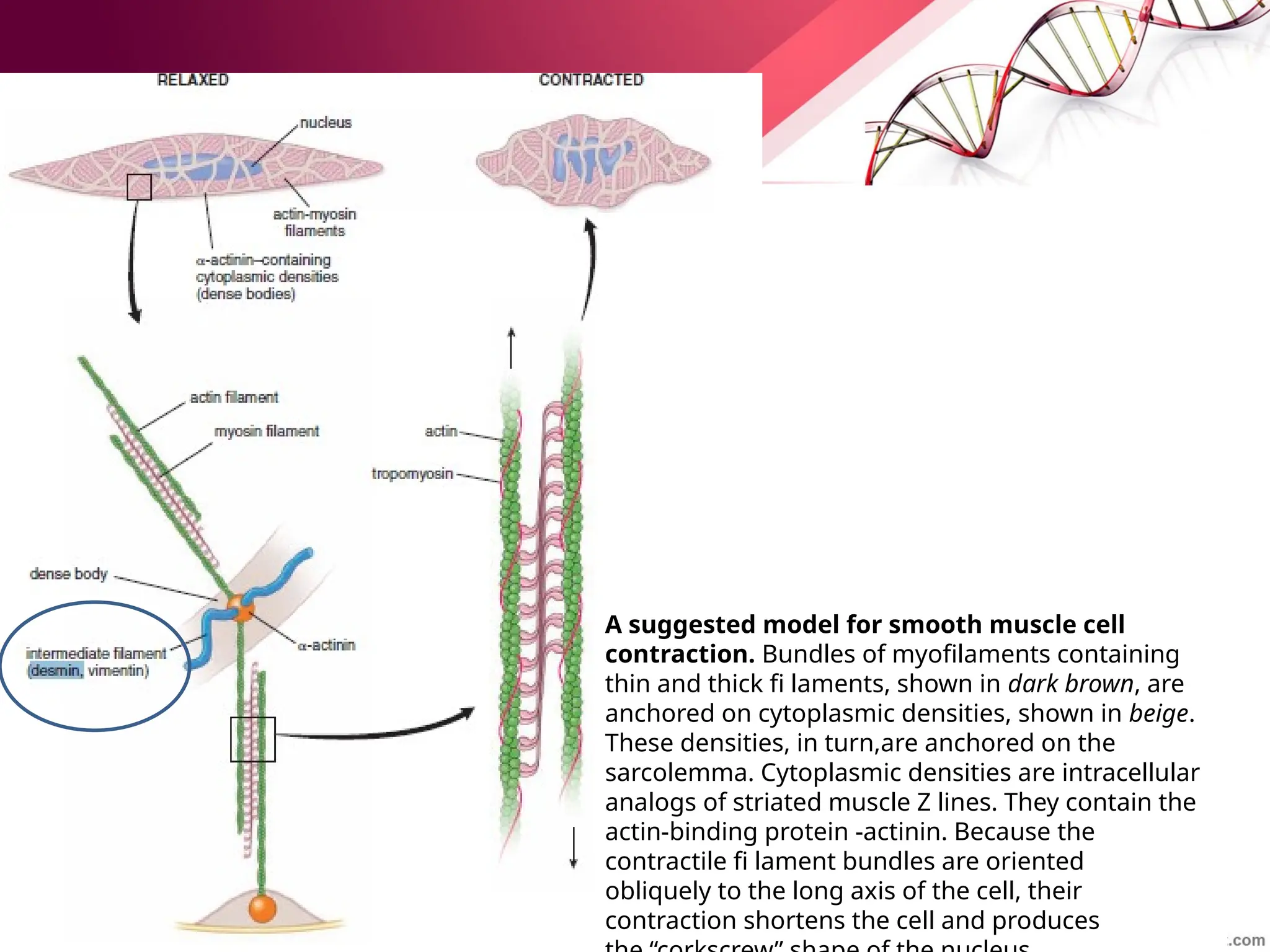 A suggested model for smooth muscle cell
contraction. Bundles of myofilaments containing
thin and thick fi laments, shown in dark brown, are
anchored on cytoplasmic densities, shown in beige.
These densities, in turn,are anchored on the
sarcolemma. Cytoplasmic densities are intracellular
analogs of striated muscle Z lines. They contain the
actin-binding protein -actinin. Because the
contractile fi lament bundles are oriented
obliquely to the long axis of the cell, their
contraction shortens the cell and produces
 