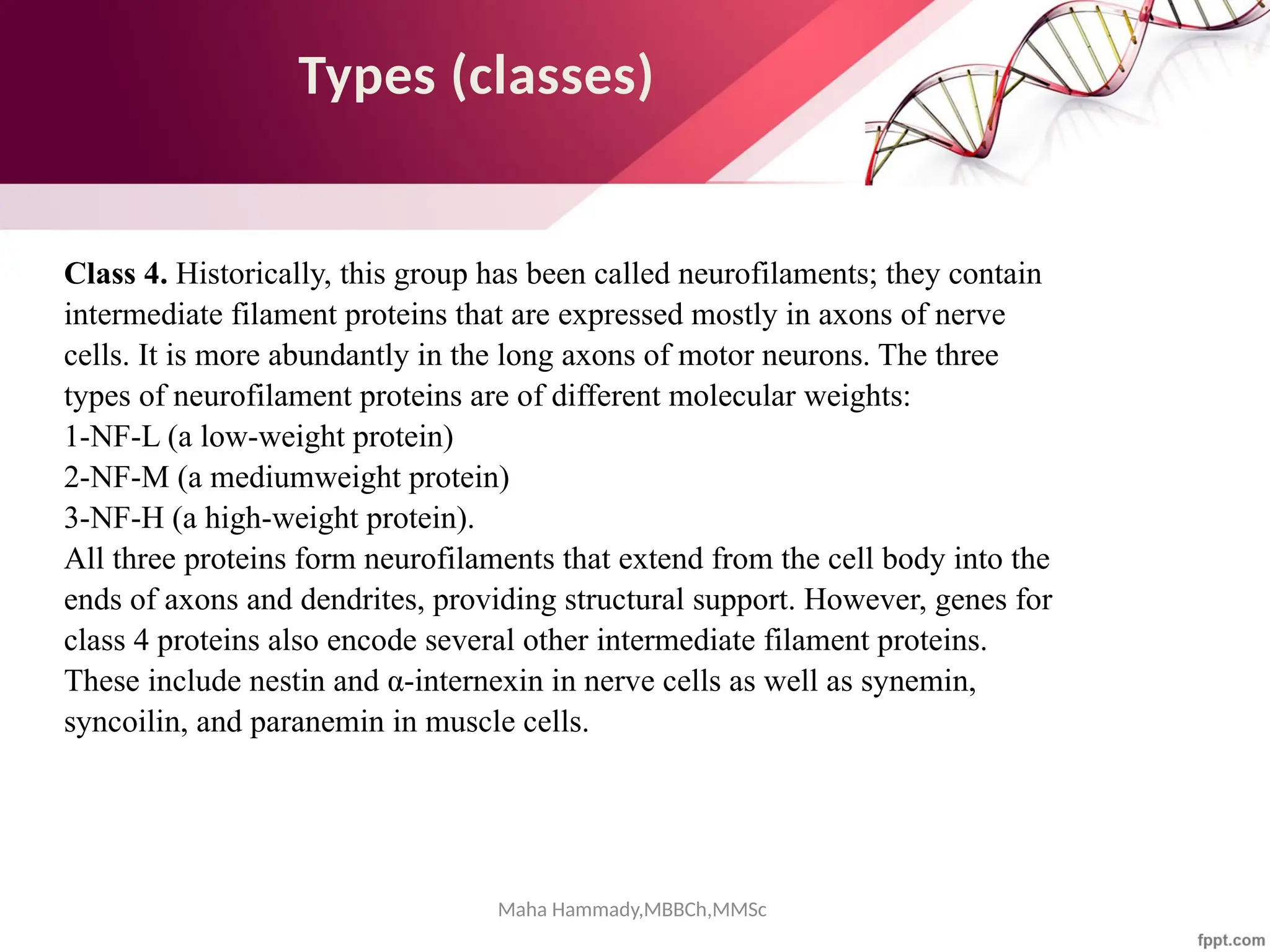 Maha Hammady,MBBCh,MMSc
Types (classes)
Class 4. Historically, this group has been called neurofilaments; they contain
intermediate filament proteins that are expressed mostly in axons of nerve
cells. It is more abundantly in the long axons of motor neurons. The three
types of neurofilament proteins are of different molecular weights:
1-NF-L (a low-weight protein)
2-NF-M (a mediumweight protein)
3-NF-H (a high-weight protein).
All three proteins form neurofilaments that extend from the cell body into the
ends of axons and dendrites, providing structural support. However, genes for
class 4 proteins also encode several other intermediate filament proteins.
These include nestin and α-internexin in nerve cells as well as synemin,
syncoilin, and paranemin in muscle cells.
 
