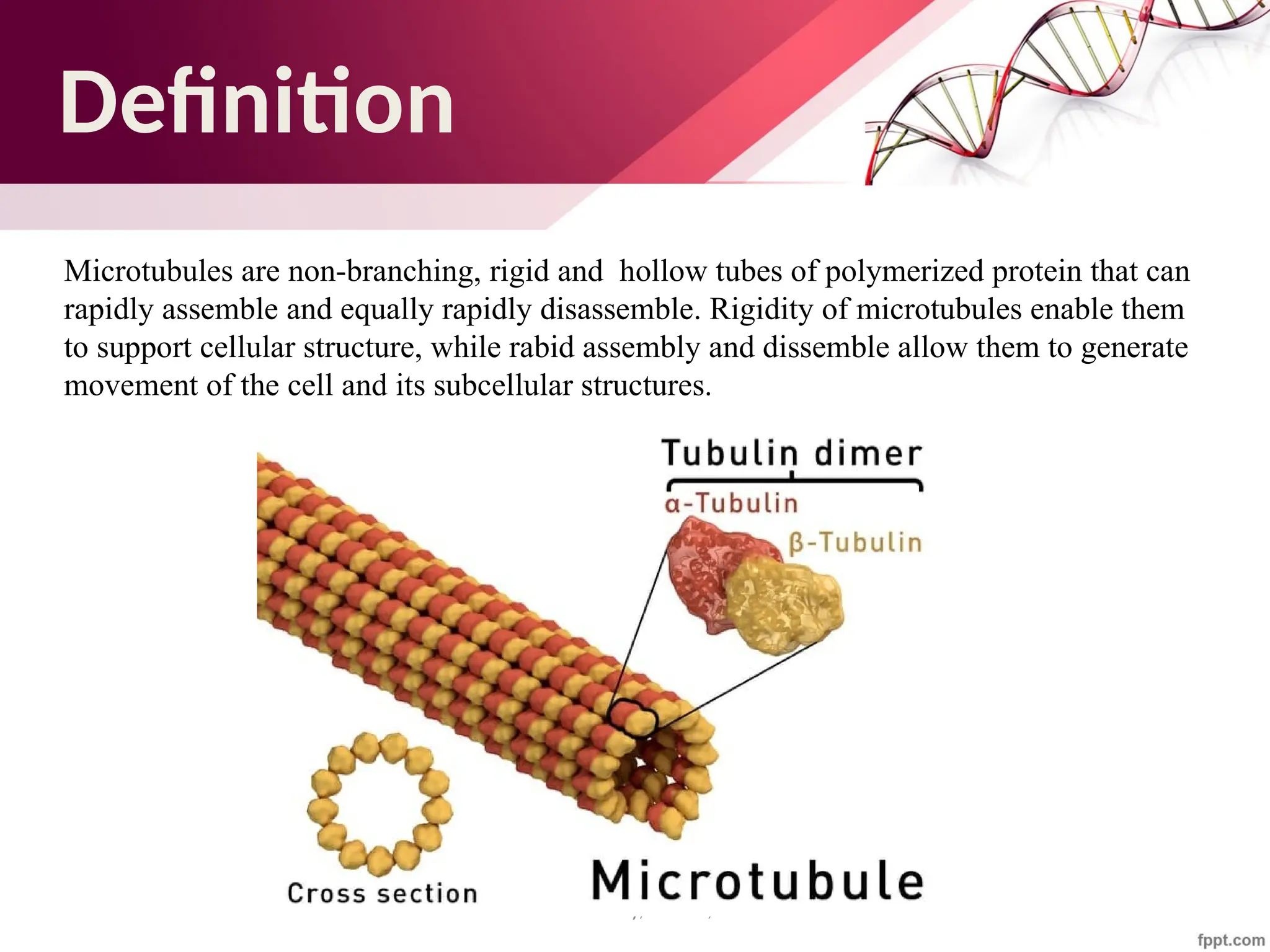 Maha Hammady,MBBCh,MMSc
Definition
Microtubules are non-branching, rigid and hollow tubes of polymerized protein that can
rapidly assemble and equally rapidly disassemble. Rigidity of microtubules enable them
to support cellular structure, while rabid assembly and dissemble allow them to generate
movement of the cell and its subcellular structures.
 