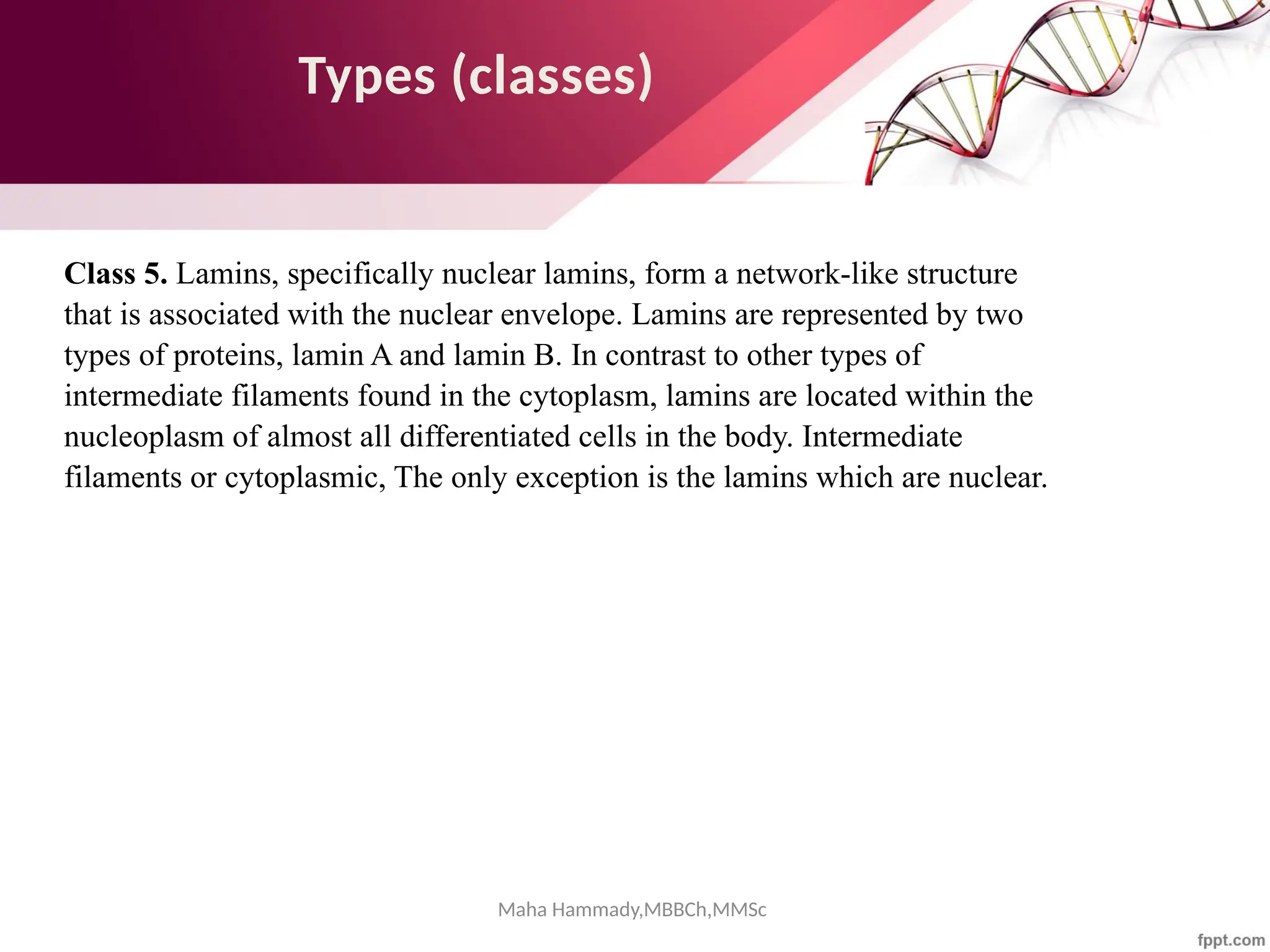 Types (classes)
Class 5. Lamins, specifically nuclear lamins, form a network-like structure
that is associated with the nuclear envelope. Lamins are represented by two
types of proteins, lamin A and lamin B. In contrast to other types of
intermediate filaments found in the cytoplasm, lamins are located within the
nucleoplasm of almost all differentiated cells in the body. Intermediate
filaments or cytoplasmic, The only exception is the lamins which are nuclear.
Maha Hammady,MBBCh,MMSc
 
