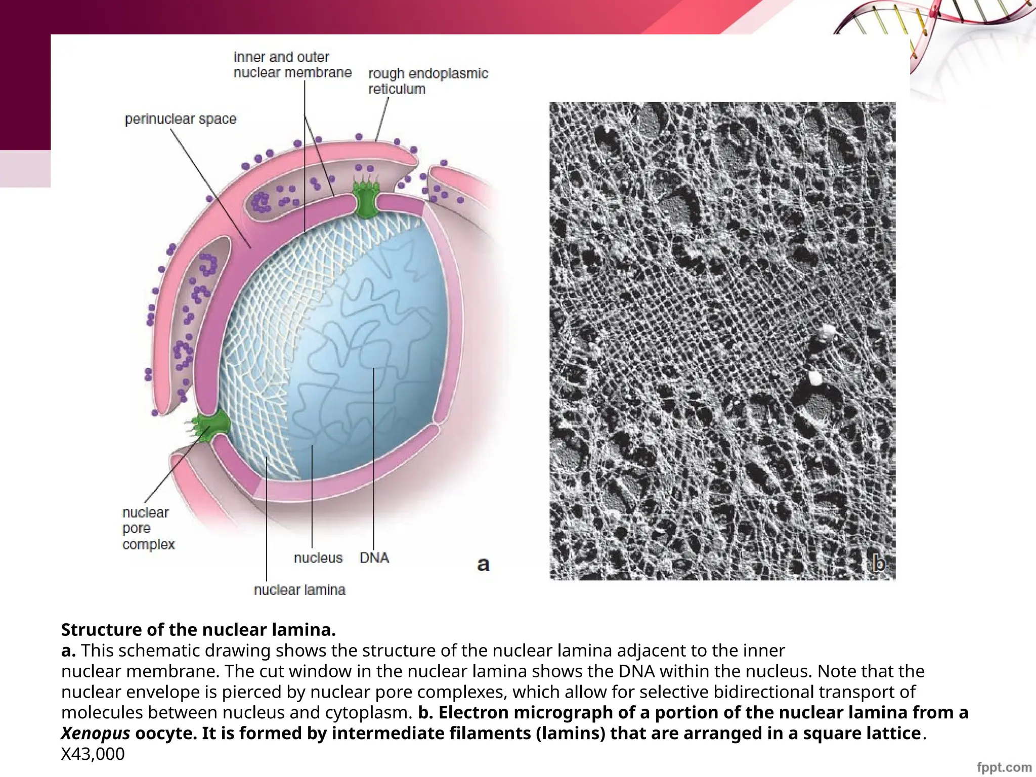 Structure of the nuclear lamina.
a. This schematic drawing shows the structure of the nuclear lamina adjacent to the inner
nuclear membrane. The cut window in the nuclear lamina shows the DNA within the nucleus. Note that the
nuclear envelope is pierced by nuclear pore complexes, which allow for selective bidirectional transport of
molecules between nucleus and cytoplasm. b. Electron micrograph of a portion of the nuclear lamina from a
Xenopus oocyte. It is formed by intermediate filaments (lamins) that are arranged in a square lattice.
X43,000
 