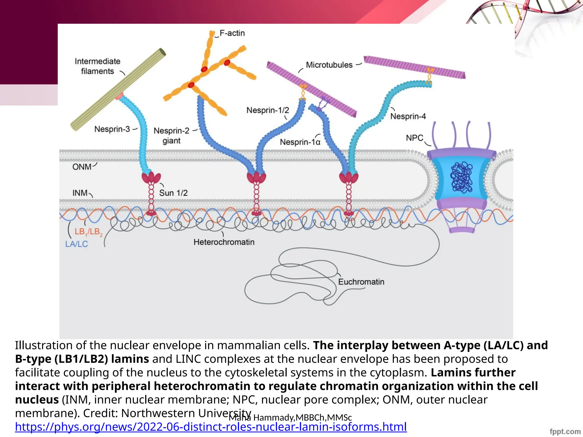 Maha Hammady,MBBCh,MMSc
Illustration of the nuclear envelope in mammalian cells. The interplay between A-type (LA/LC) and
B-type (LB1/LB2) lamins and LINC complexes at the nuclear envelope has been proposed to
facilitate coupling of the nucleus to the cytoskeletal systems in the cytoplasm. Lamins further
interact with peripheral heterochromatin to regulate chromatin organization within the cell
nucleus (INM, inner nuclear membrane; NPC, nuclear pore complex; ONM, outer nuclear
membrane). Credit: Northwestern University
https://phys.org/news/2022-06-distinct-roles-nuclear-lamin-isoforms.html
 