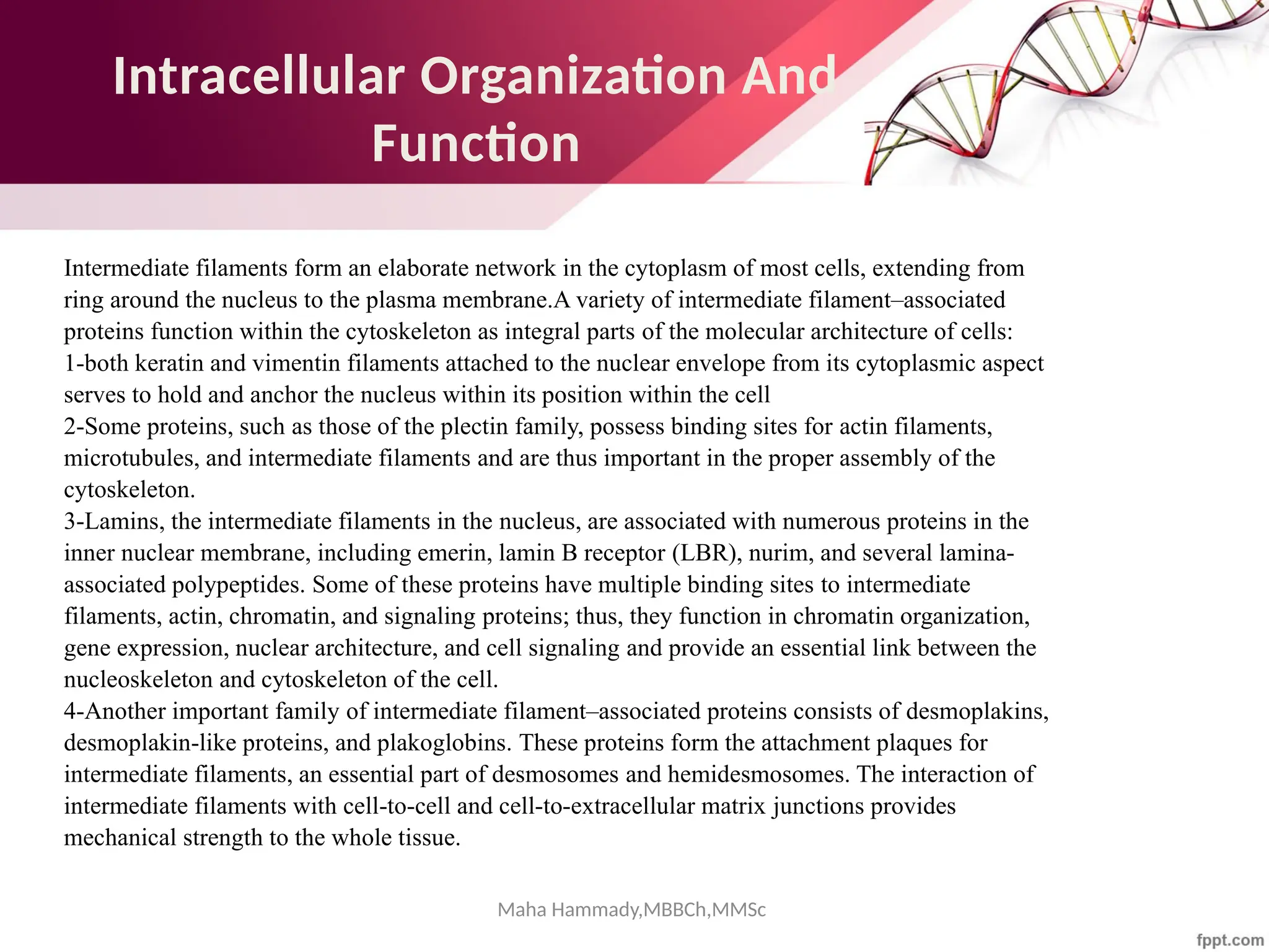 Maha Hammady,MBBCh,MMSc
Intracellular Organization And
Function
Intermediate filaments form an elaborate network in the cytoplasm of most cells, extending from
ring around the nucleus to the plasma membrane.A variety of intermediate filament–associated
proteins function within the cytoskeleton as integral parts of the molecular architecture of cells:
1-both keratin and vimentin filaments attached to the nuclear envelope from its cytoplasmic aspect
serves to hold and anchor the nucleus within its position within the cell
2-Some proteins, such as those of the plectin family, possess binding sites for actin filaments,
microtubules, and intermediate filaments and are thus important in the proper assembly of the
cytoskeleton.
3-Lamins, the intermediate filaments in the nucleus, are associated with numerous proteins in the
inner nuclear membrane, including emerin, lamin B receptor (LBR), nurim, and several lamina-
associated polypeptides. Some of these proteins have multiple binding sites to intermediate
filaments, actin, chromatin, and signaling proteins; thus, they function in chromatin organization,
gene expression, nuclear architecture, and cell signaling and provide an essential link between the
nucleoskeleton and cytoskeleton of the cell.
4-Another important family of intermediate filament–associated proteins consists of desmoplakins,
desmoplakin-like proteins, and plakoglobins. These proteins form the attachment plaques for
intermediate filaments, an essential part of desmosomes and hemidesmosomes. The interaction of
intermediate filaments with cell-to-cell and cell-to-extracellular matrix junctions provides
mechanical strength to the whole tissue.
 