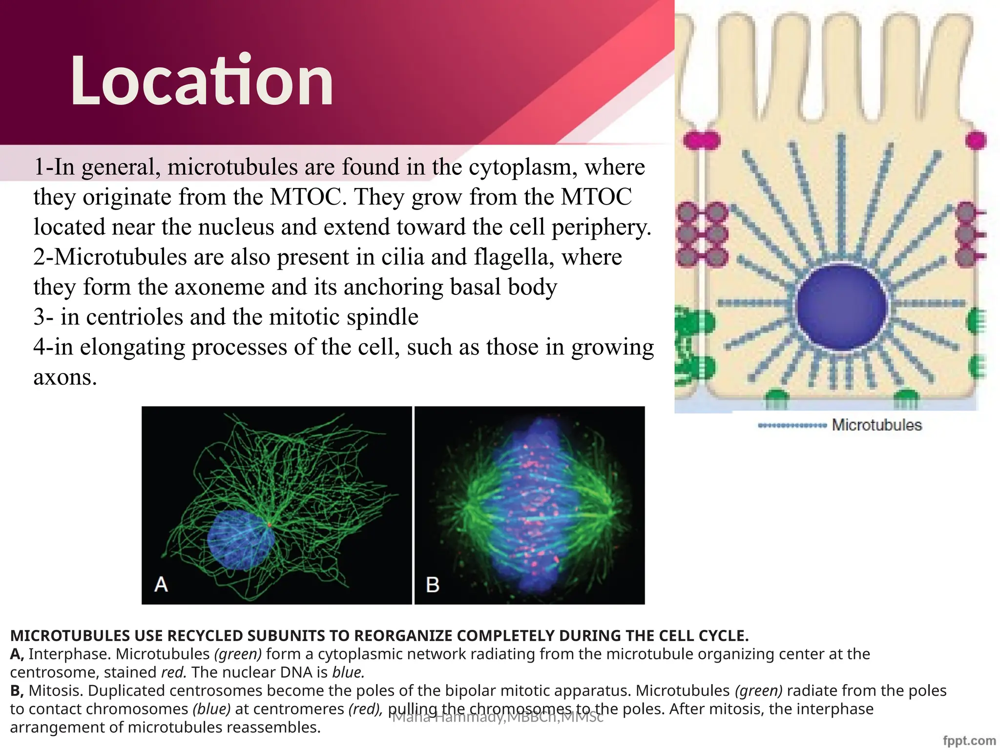 Maha Hammady,MBBCh,MMSc
Location
1-In general, microtubules are found in the cytoplasm, where
they originate from the MTOC. They grow from the MTOC
located near the nucleus and extend toward the cell periphery.
2-Microtubules are also present in cilia and flagella, where
they form the axoneme and its anchoring basal body
3- in centrioles and the mitotic spindle
4-in elongating processes of the cell, such as those in growing
axons.
MICROTUBULES USE RECYCLED SUBUNITS TO REORGANIZE COMPLETELY DURING THE CELL CYCLE.
A, Interphase. Microtubules (green) form a cytoplasmic network radiating from the microtubule organizing center at the
centrosome, stained red. The nuclear DNA is blue.
B, Mitosis. Duplicated centrosomes become the poles of the bipolar mitotic apparatus. Microtubules (green) radiate from the poles
to contact chromosomes (blue) at centromeres (red), pulling the chromosomes to the poles. After mitosis, the interphase
arrangement of microtubules reassembles.
 