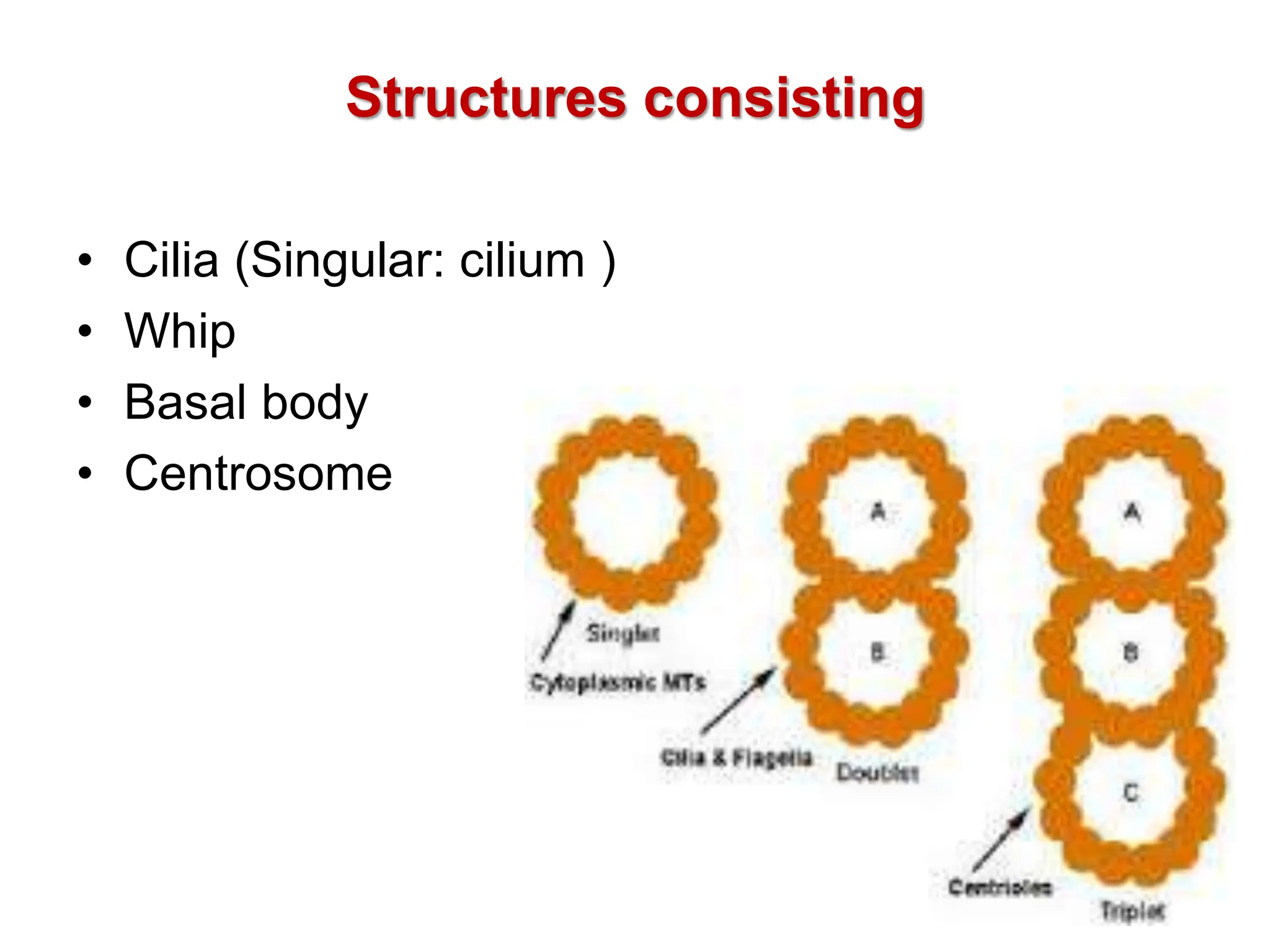 Structures consisting
• Cilia (Singular: cilium )
• Whip
• Basal body
• Centrosome
 