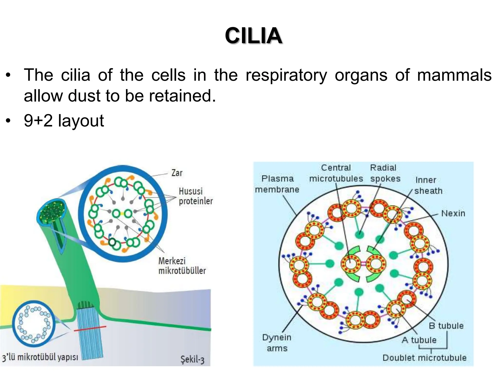 CILIA
• The cilia of the cells in the respiratory organs of mammals
allow dust to be retained.
• 9+2 layout
 