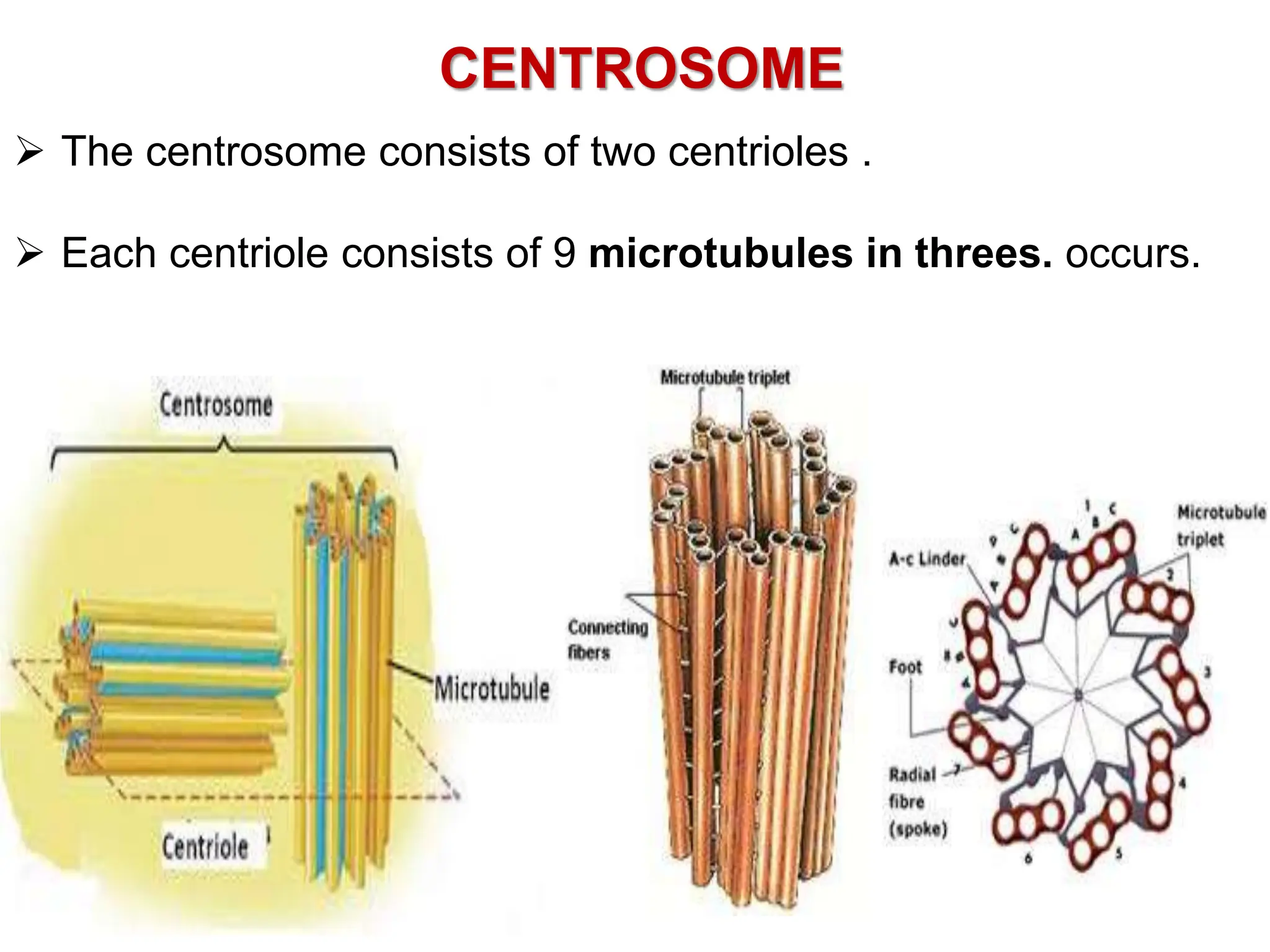CENTROSOME
 The centrosome consists of two centrioles .
 Each centriole consists of 9 microtubules in threes. occurs.
 
