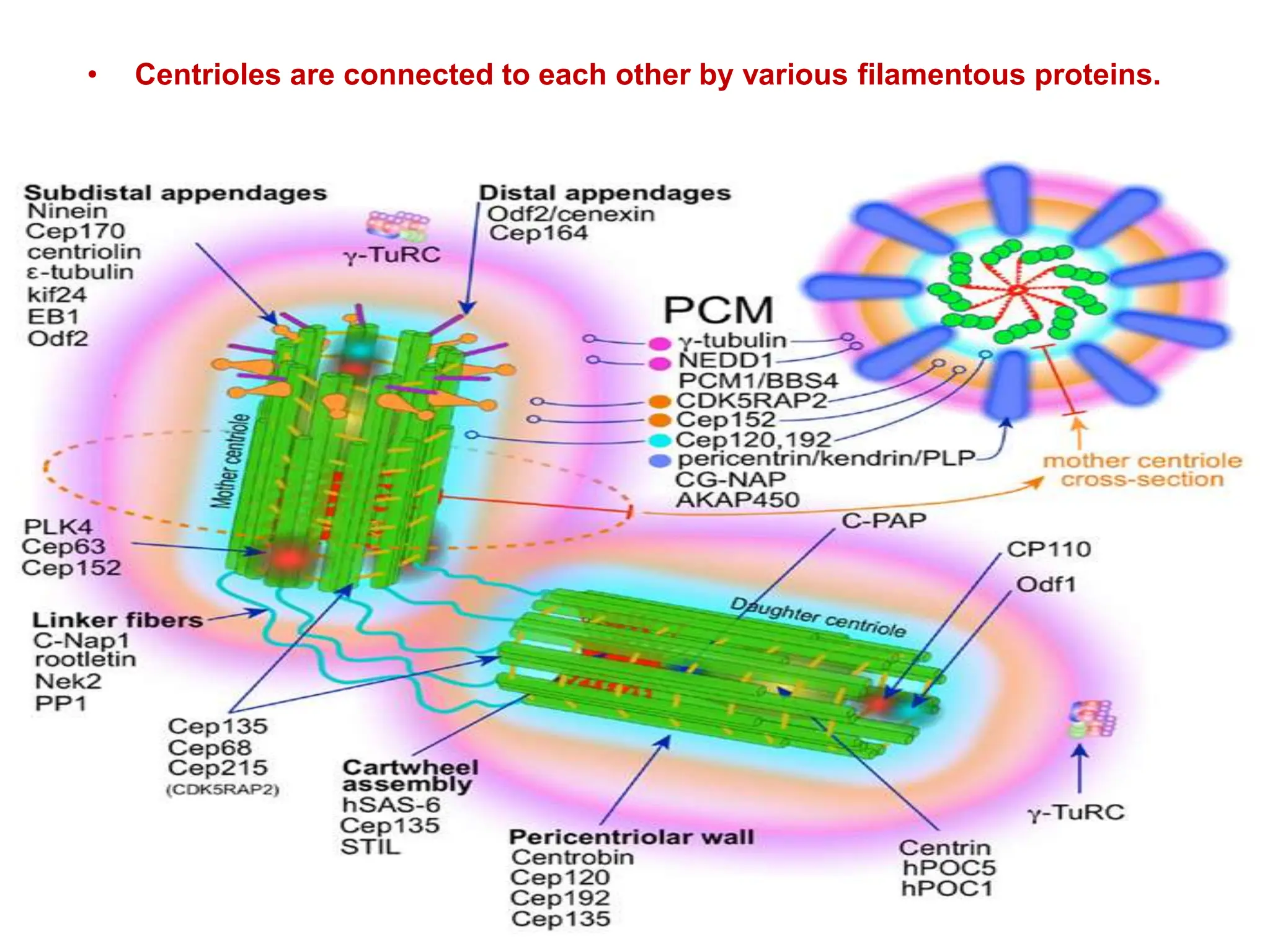 • Centrioles are connected to each other by various filamentous proteins.
 