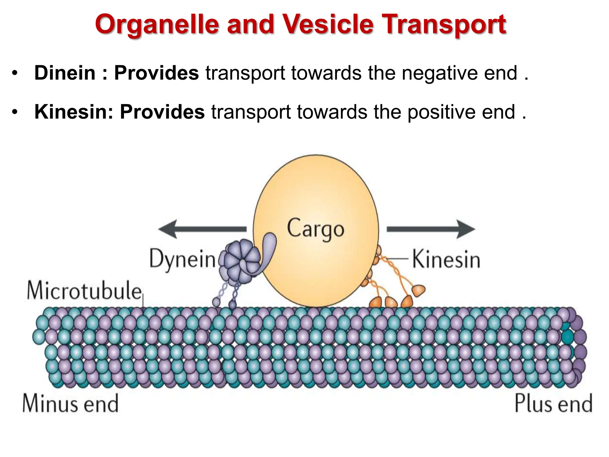 Organelle and Vesicle Transport
• Dinein : Provides transport towards the negative end .
• Kinesin: Provides transport towards the positive end .
 