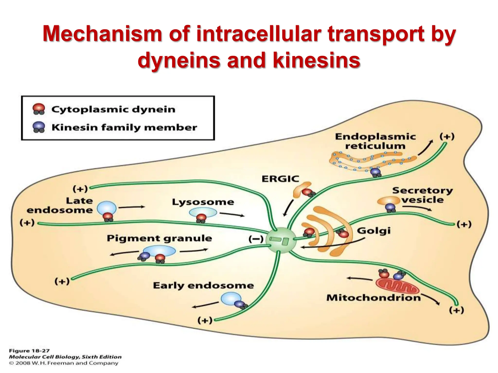 Mechanism of intracellular transport by
dyneins and kinesins
 