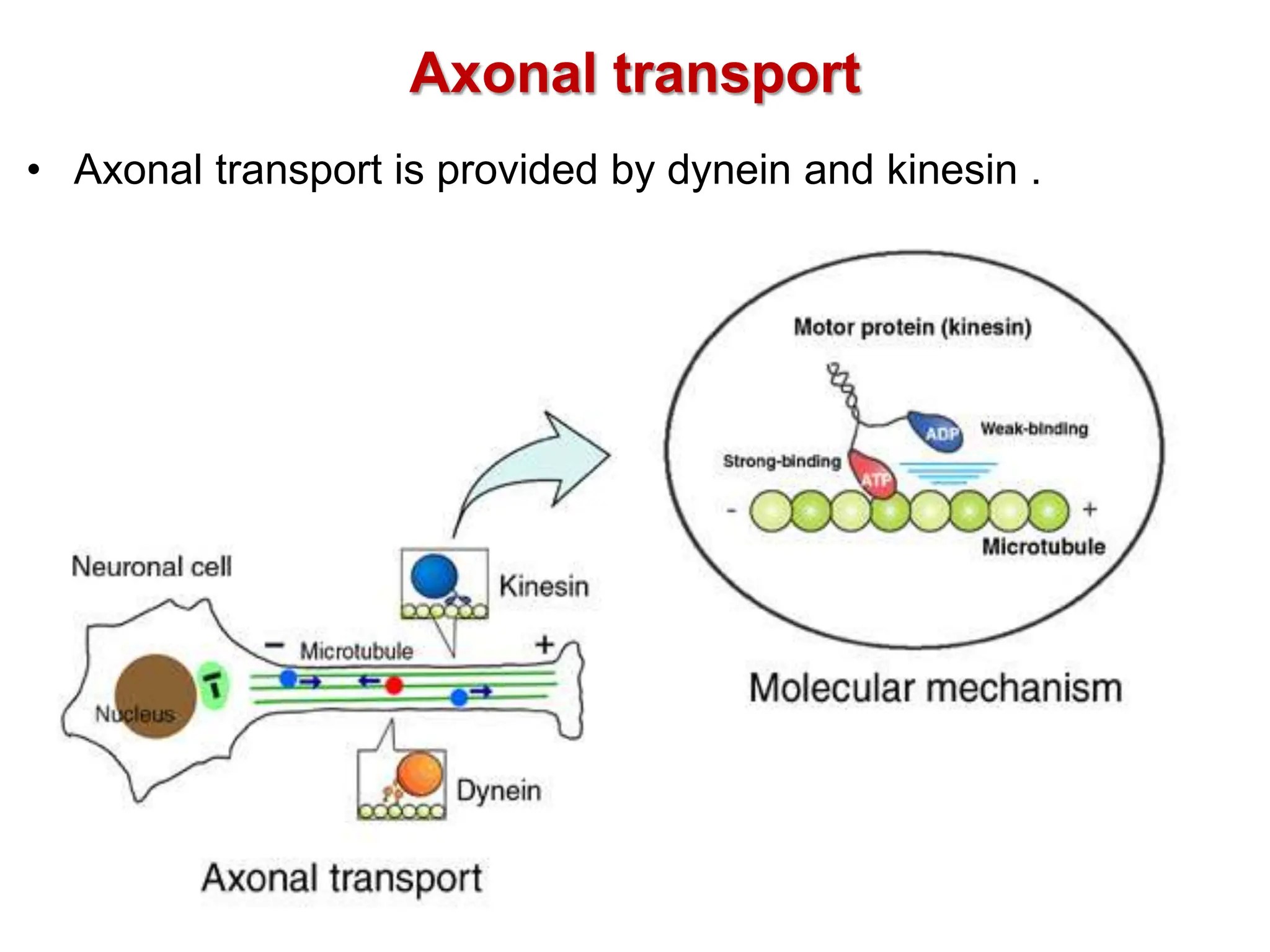 Axonal transport
• Axonal transport is provided by dynein and kinesin .
 