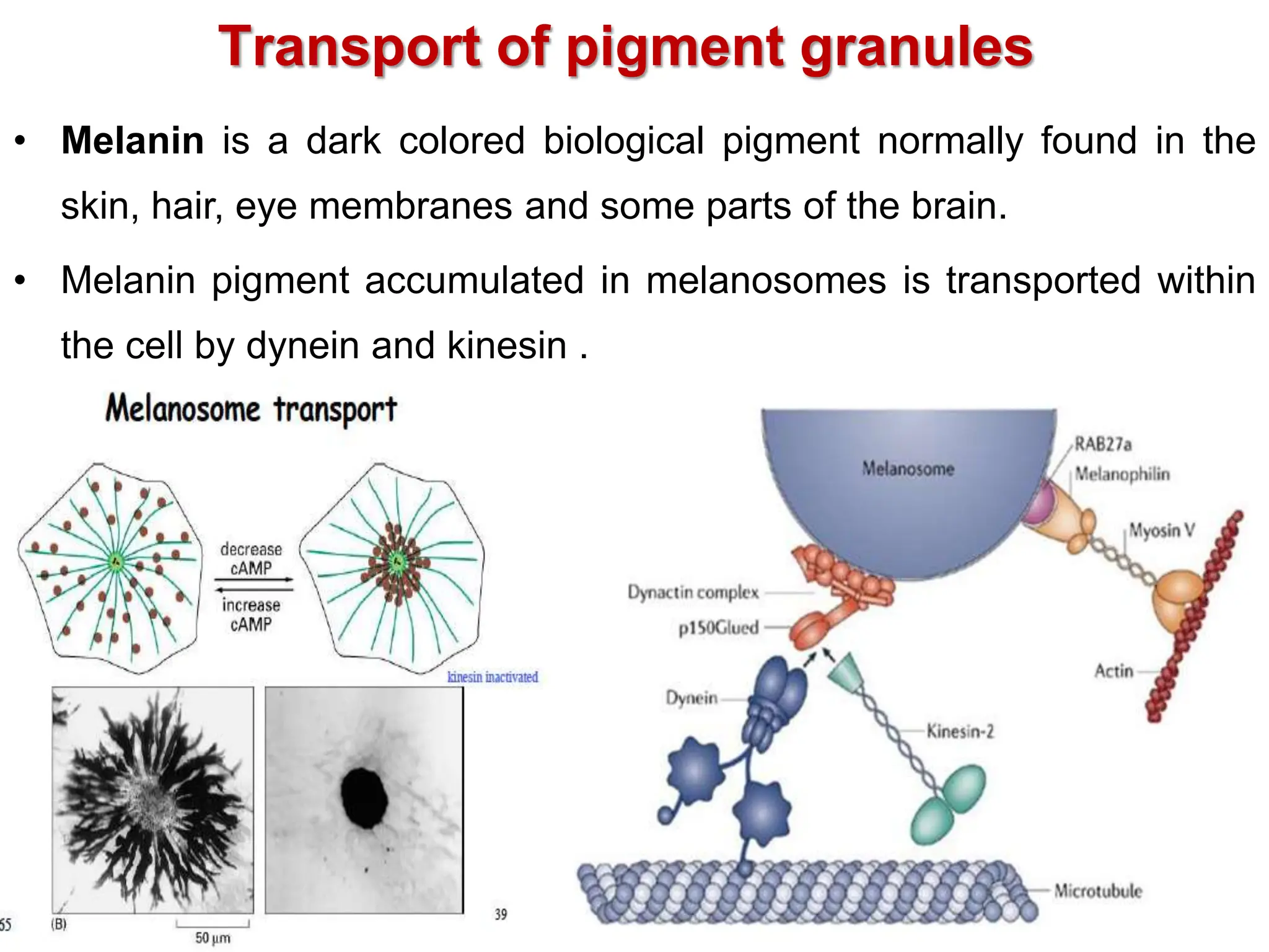 Transport of pigment granules
• Melanin is a dark colored biological pigment normally found in the
skin, hair, eye membranes and some parts of the brain.
• Melanin pigment accumulated in melanosomes is transported within
the cell by dynein and kinesin .
 